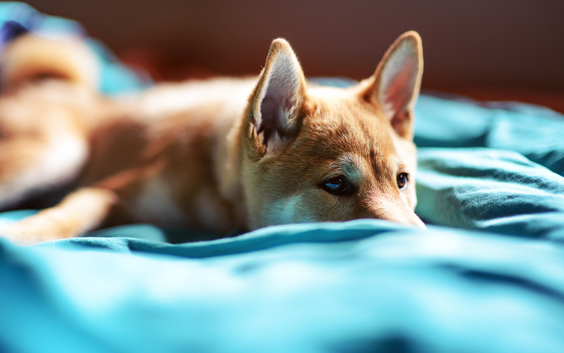 Baixar papel de parede para celular de Animais, Cão gratuito.