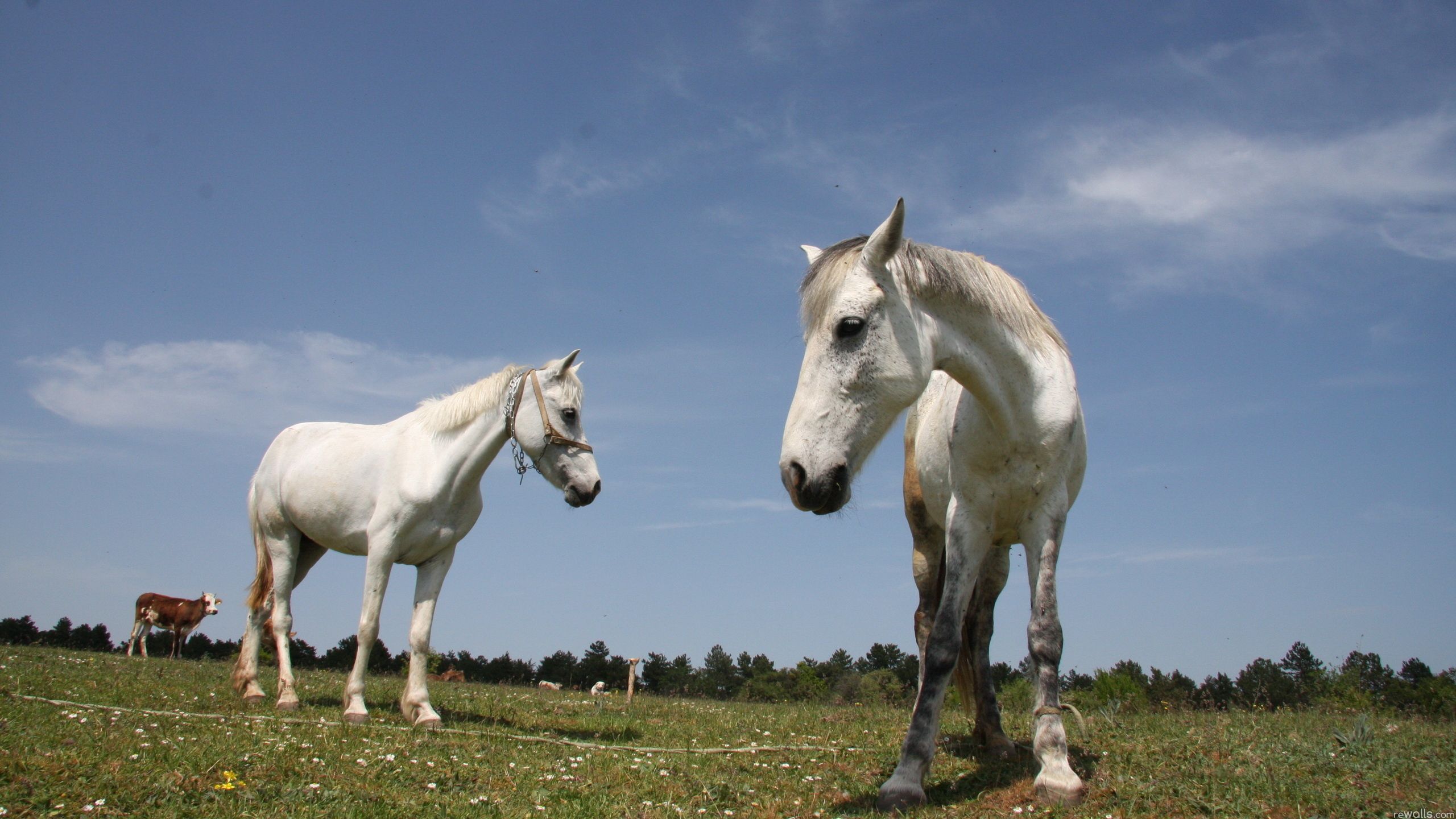 Free download wallpaper Animals, Grass, Pair, Beautiful, Stroll, Couple, Horses on your PC desktop