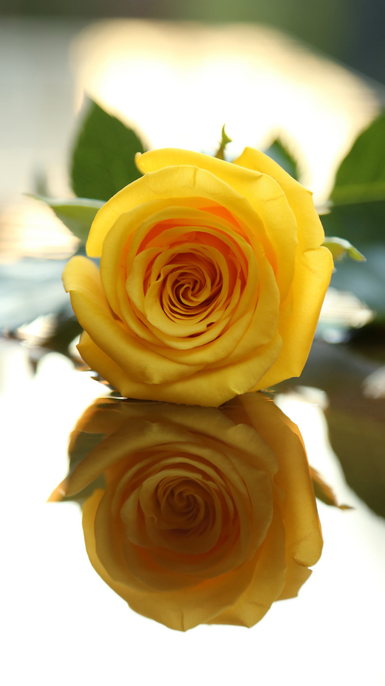 Download mobile wallpaper Flowers, Reflection, Flower, Rose, Leaf, Earth, Yellow Flower for free.