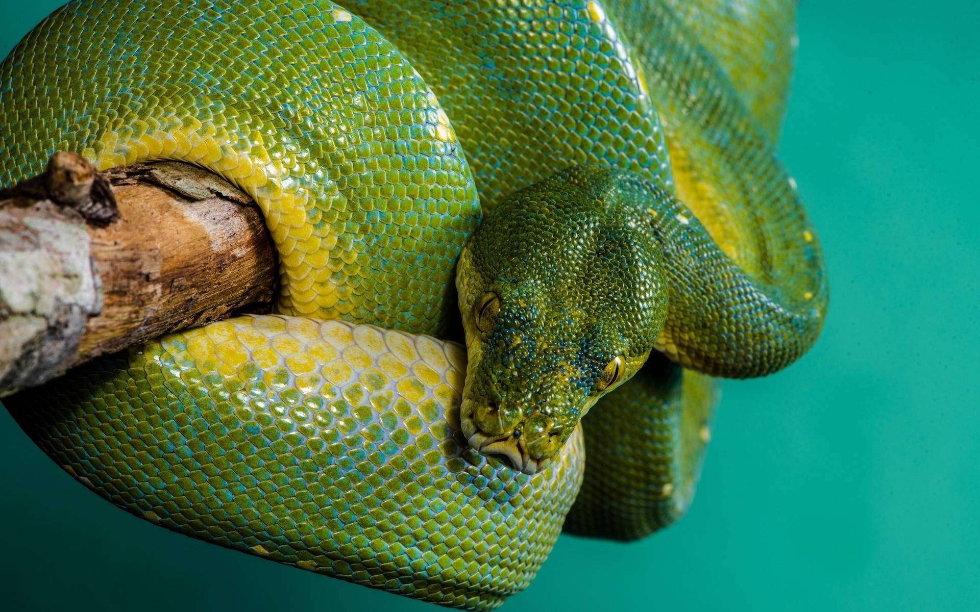 Download mobile wallpaper Python, Snake, Reptiles, Animal for free.