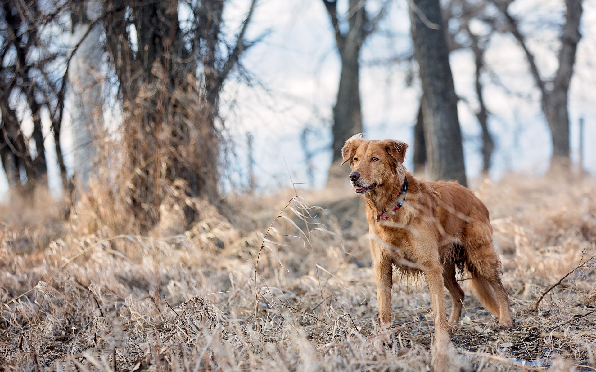 PCデスクトップに犬, 動物画像を無料でダウンロード