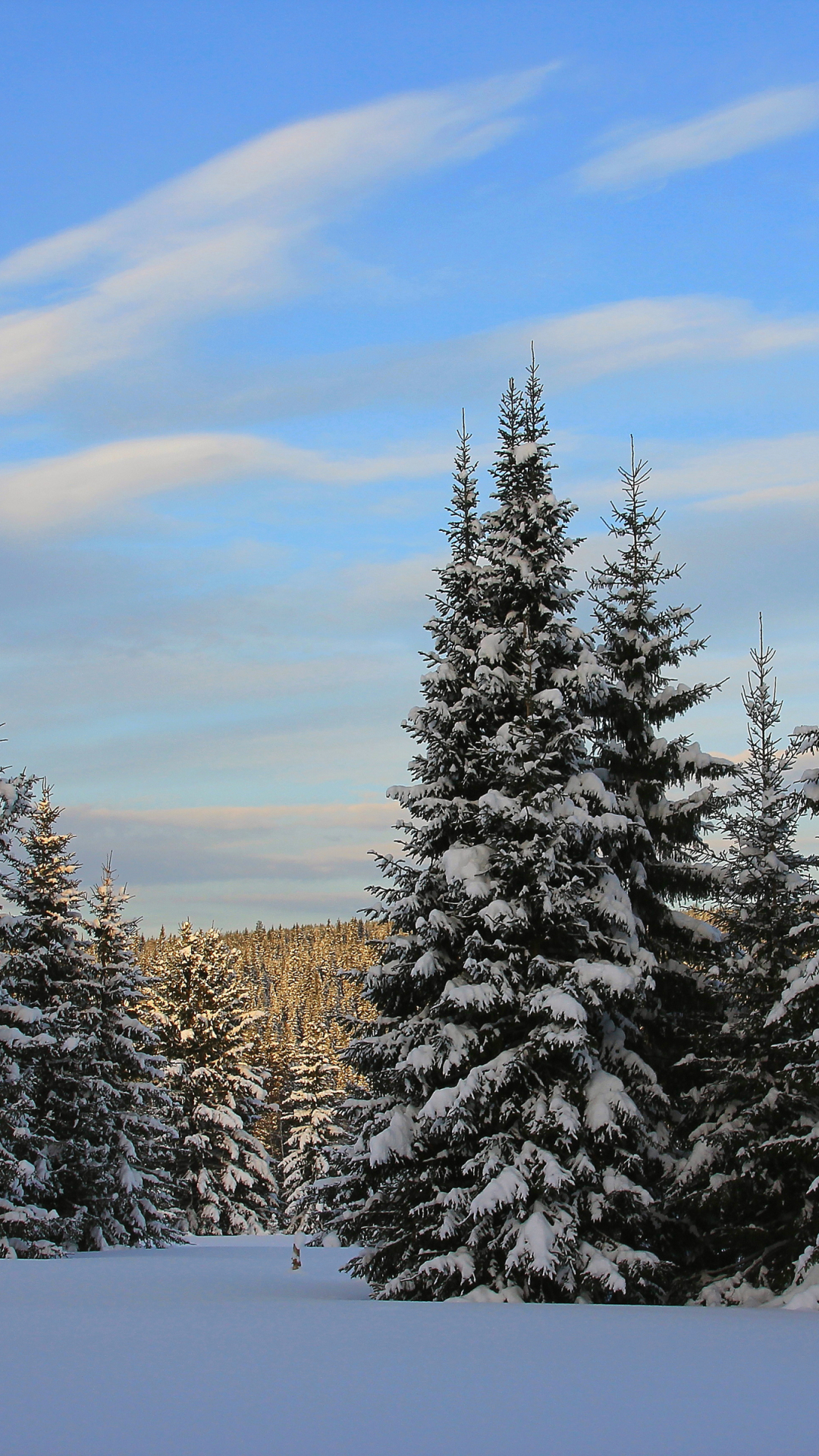 Скачать картинку Зима, Природа, Снег, Лес, Дерево, Сосна, Земля/природа в телефон бесплатно.