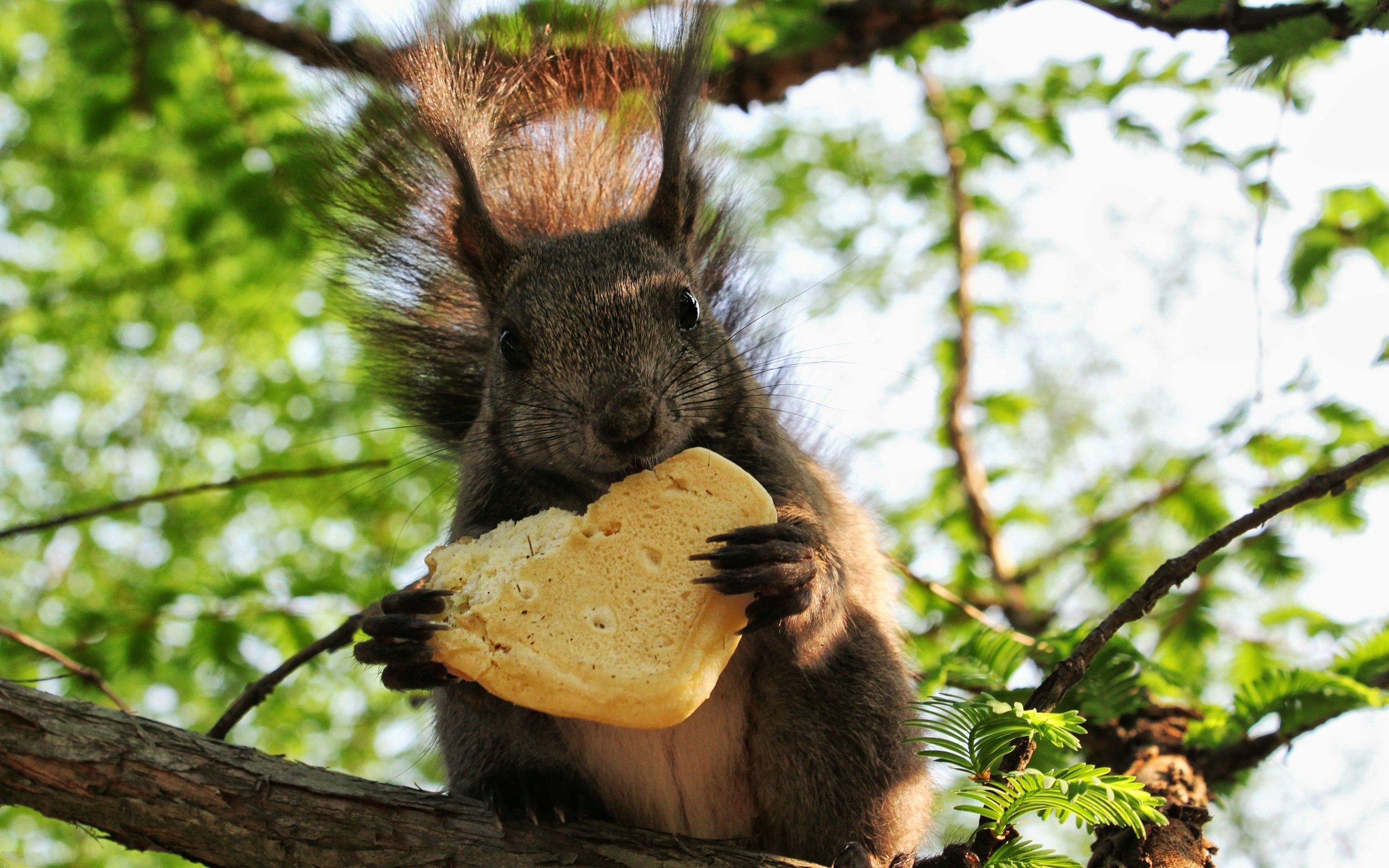 Download mobile wallpaper Fluffy, Sit, Tail, Animals, Wood, Tree, Food, Squirrel for free.
