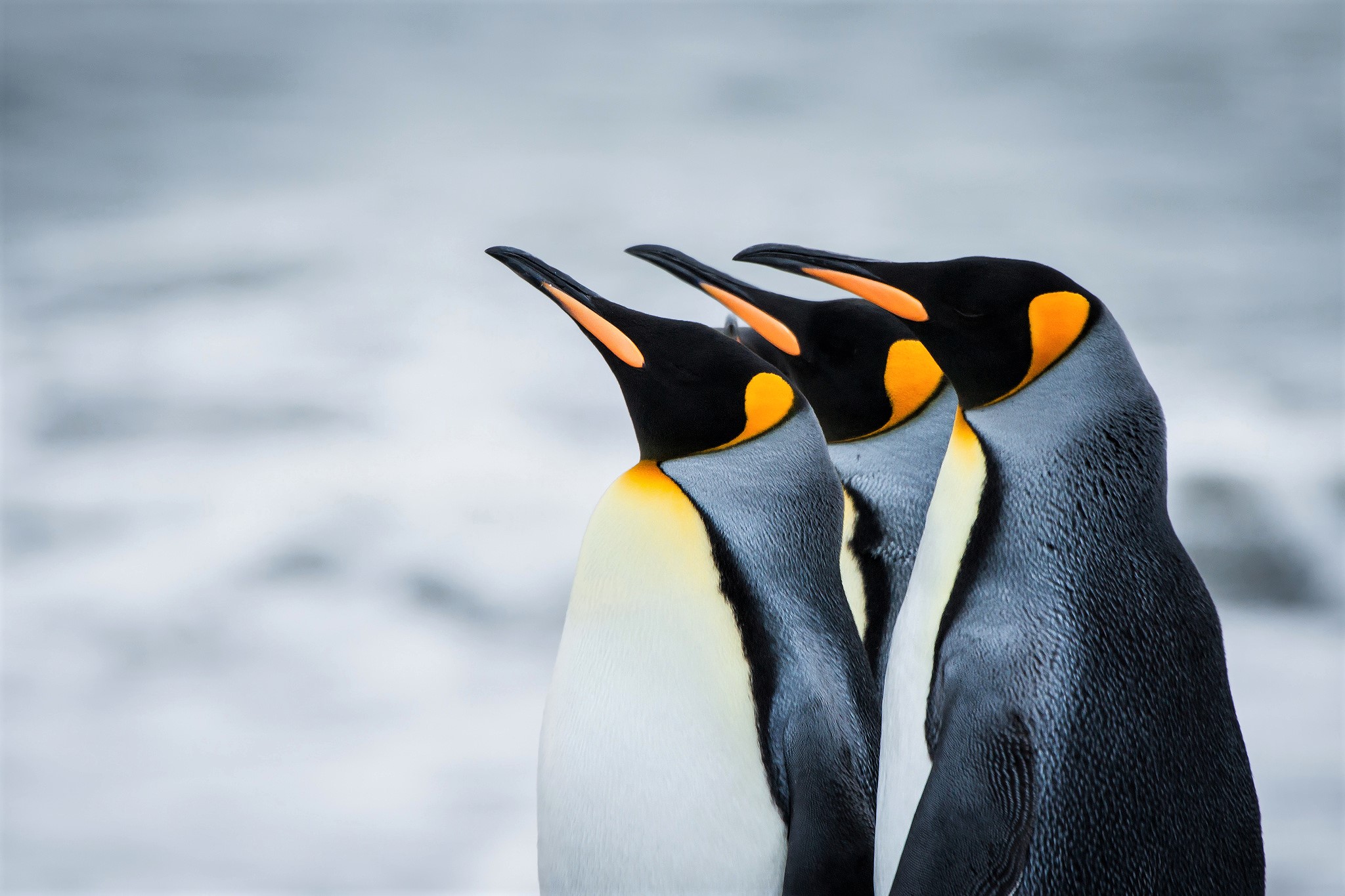 Descarga gratis la imagen Animales, Pingüino, Aves, Ave, Pingüino Real en el escritorio de tu PC