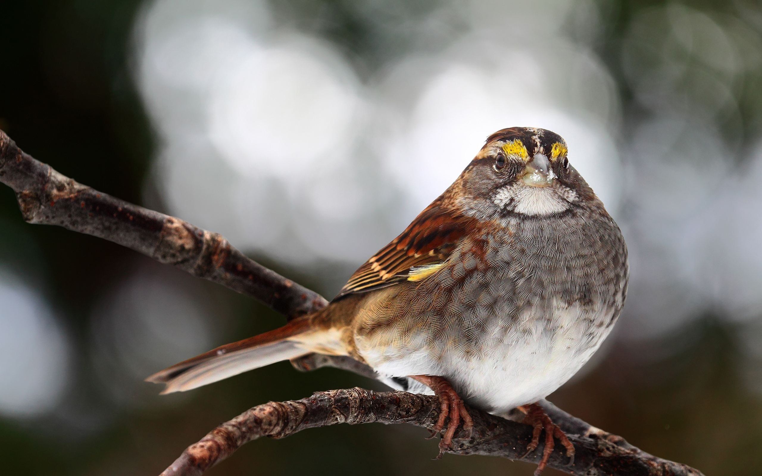 Téléchargez des papiers peints mobile Animaux, Oiseau gratuitement.