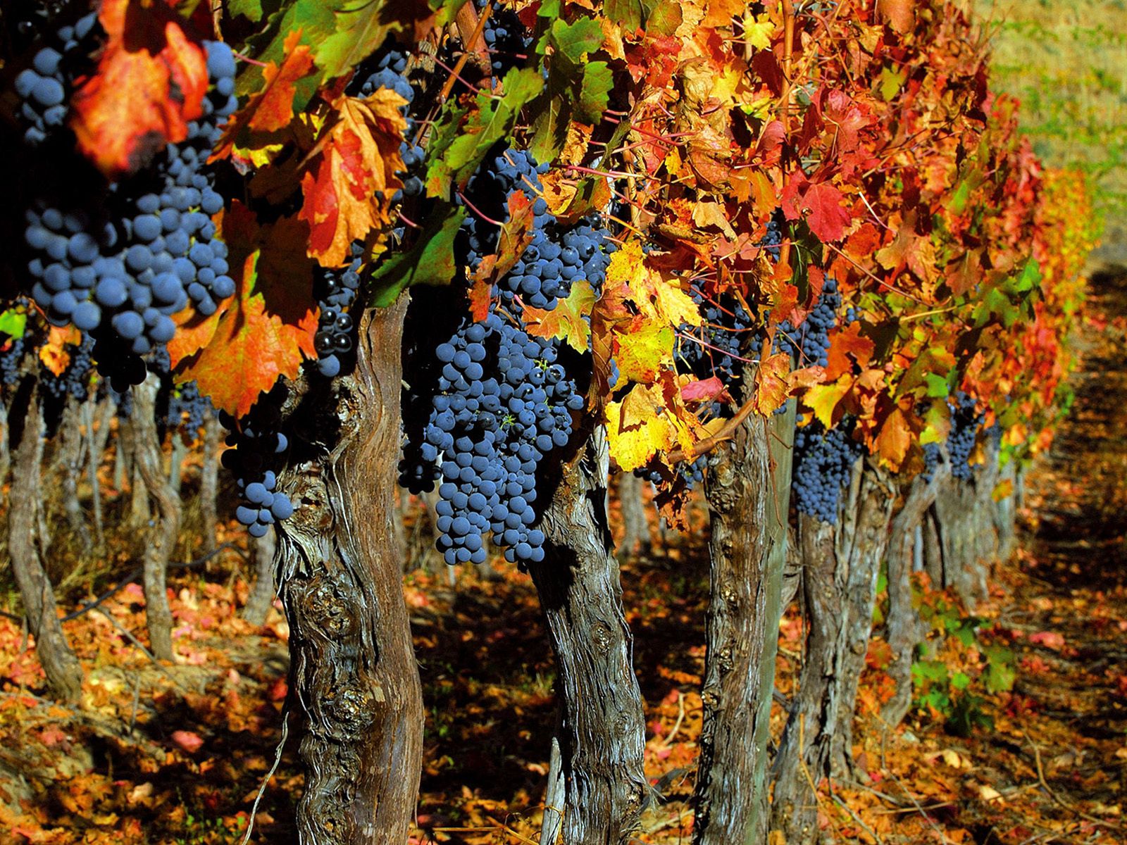 grapes, fruits, autumn, trees, food, leaves, bunches, clusters, harvest