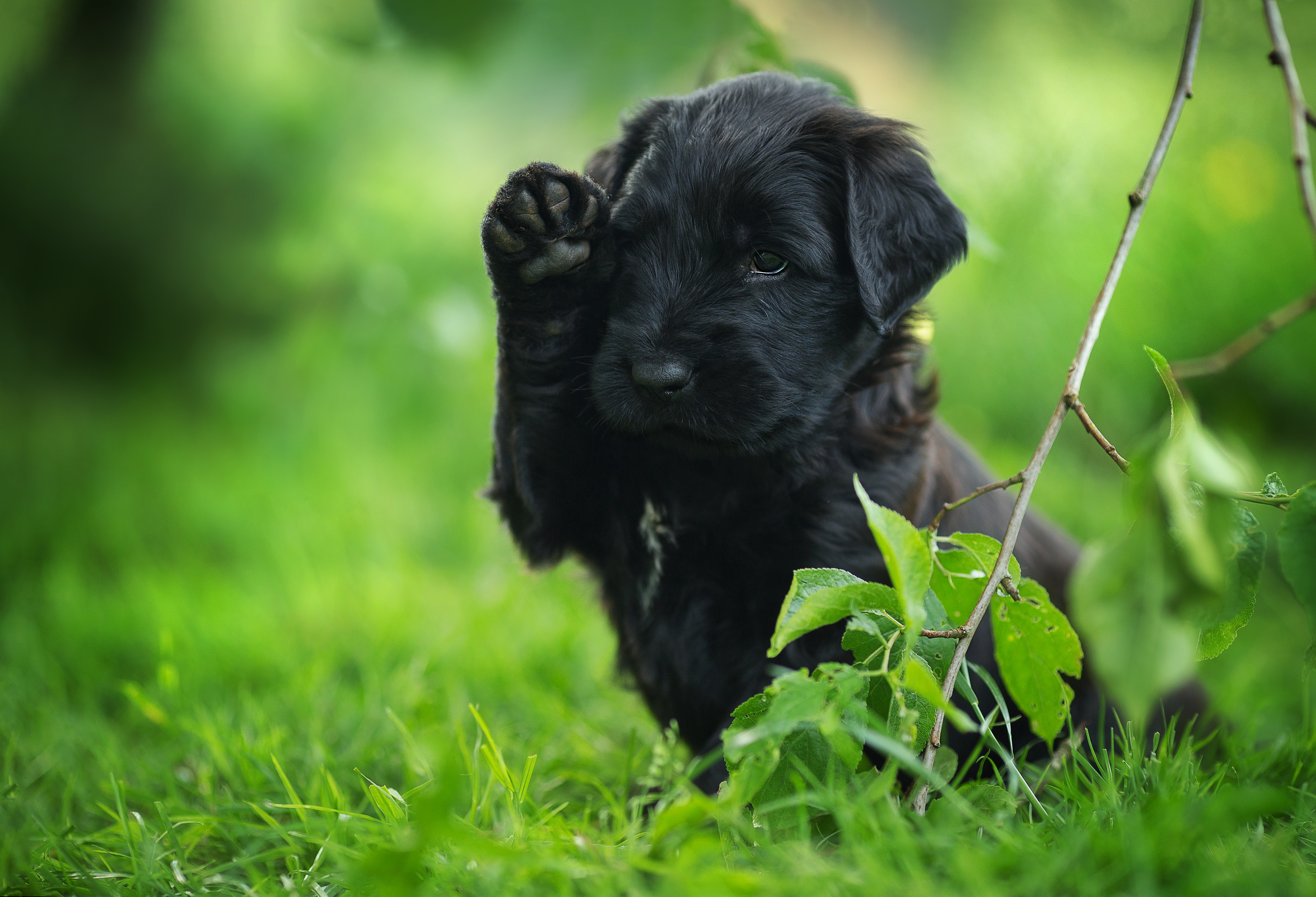 Free download wallpaper Dogs, Dog, Animal, Puppy, Baby Animal on your PC desktop