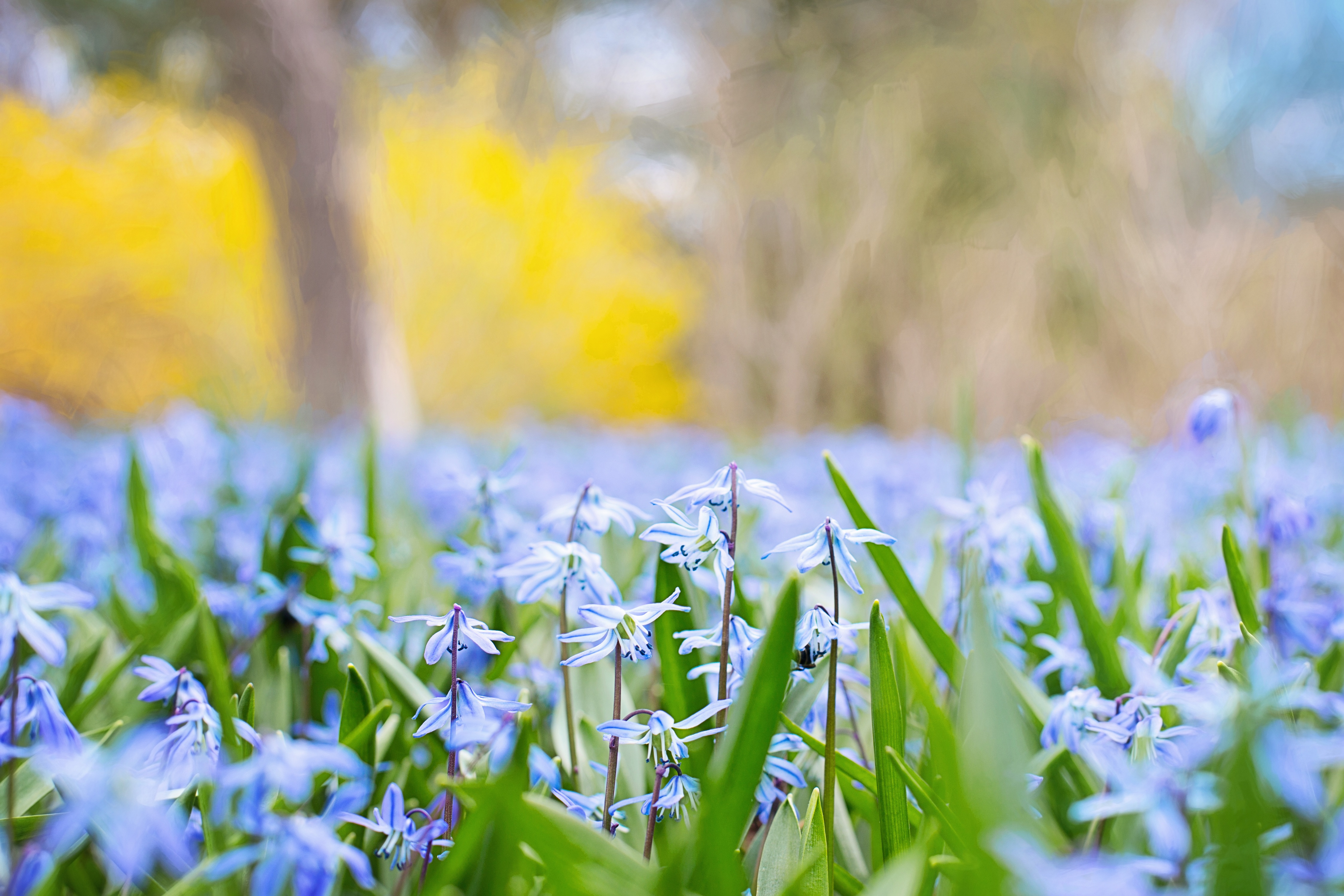 Laden Sie das Glatt, Unschärfe, Grass, Feld, Blumen, Natur-Bild kostenlos auf Ihren PC-Desktop herunter