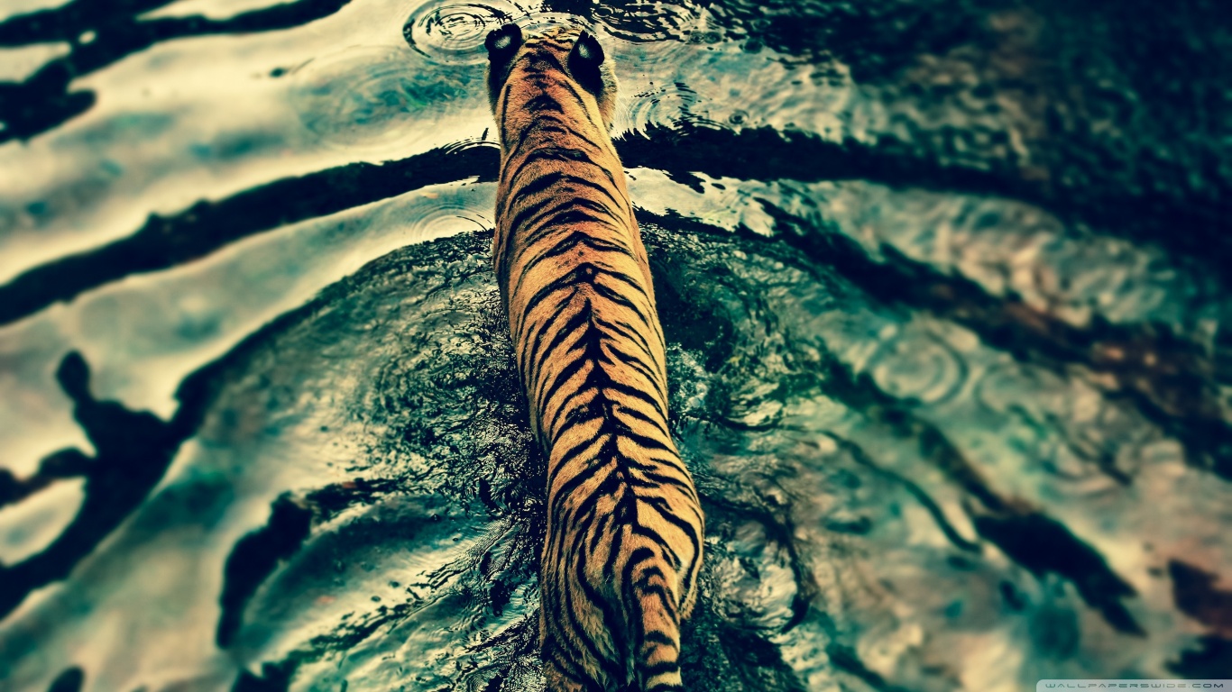 Download mobile wallpaper Tiger, Animal for free.