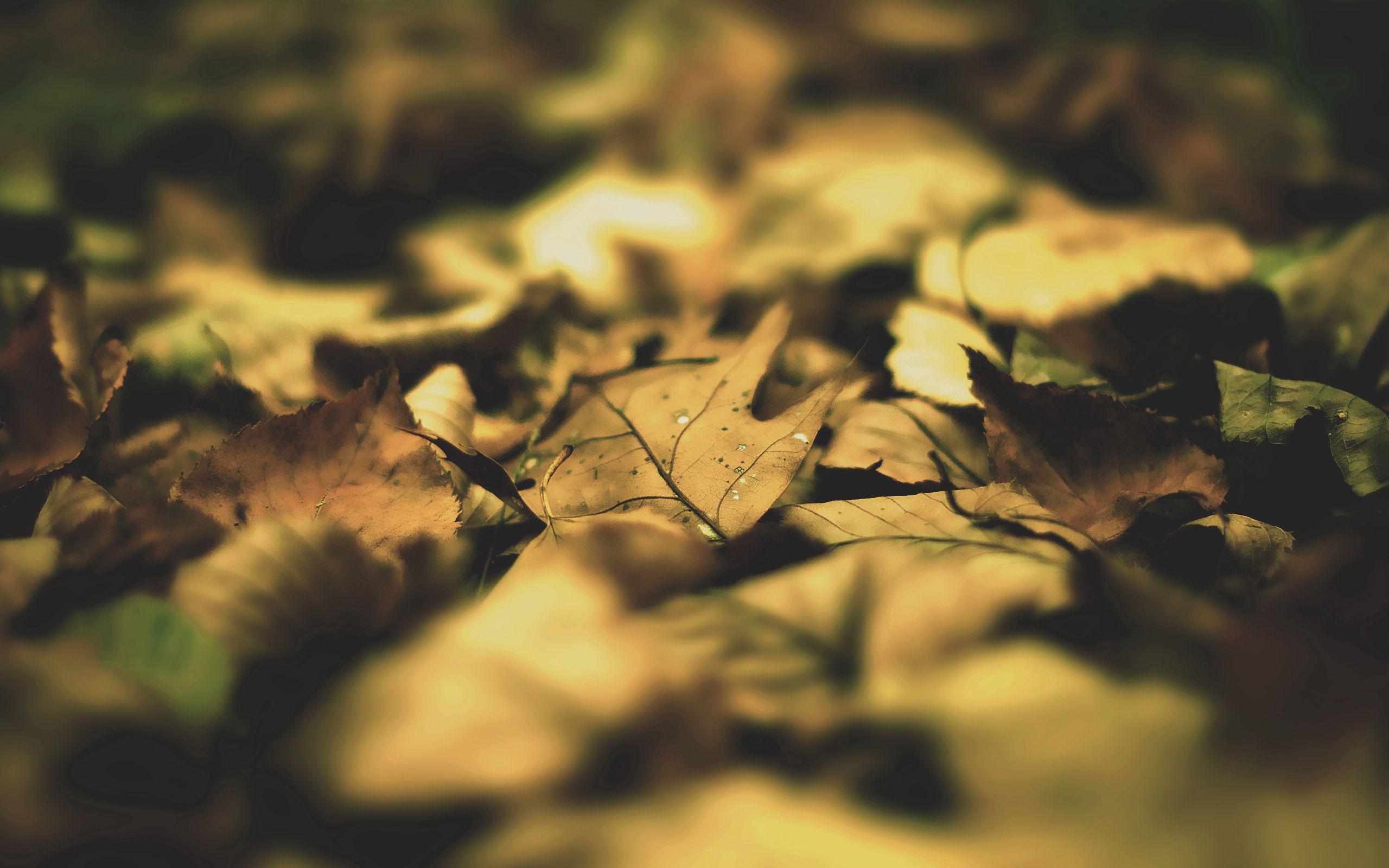 Free download wallpaper Shadow, Macro, Leaves, Autumn on your PC desktop