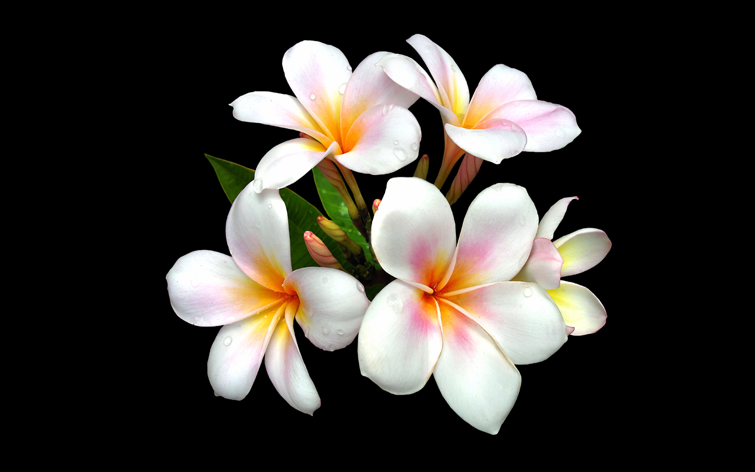382058 baixar papel de parede flores, terra/natureza, frangipani, flor, plumeria, flor branca - protetores de tela e imagens gratuitamente