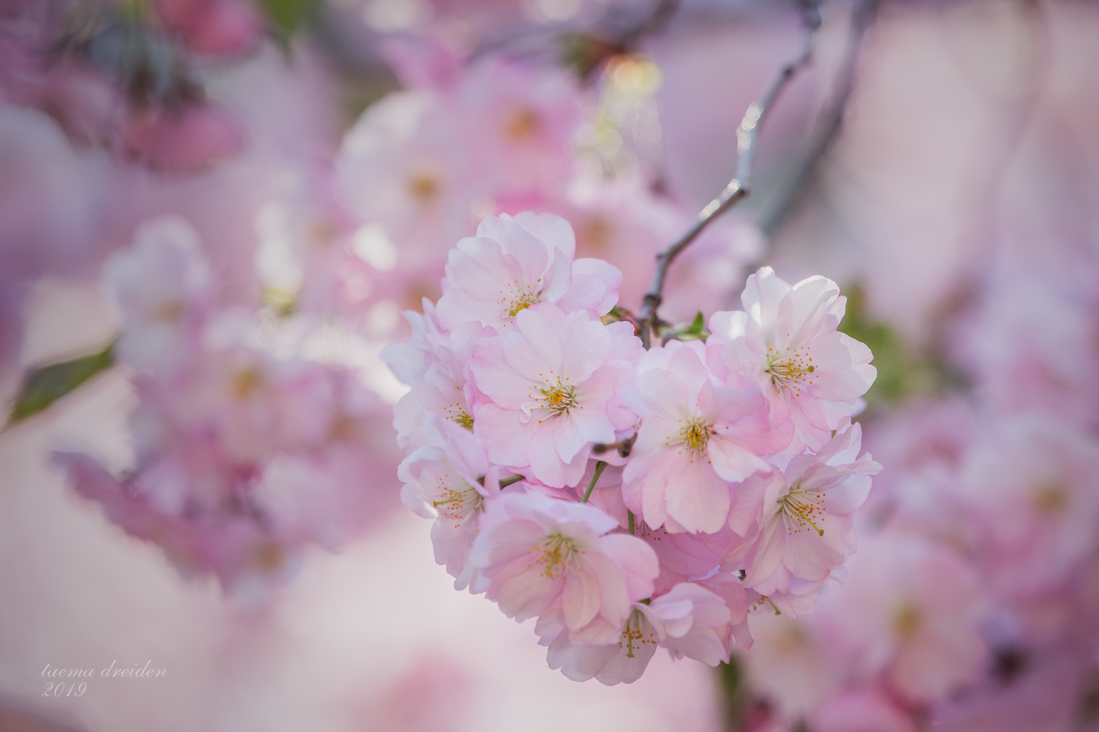 Download mobile wallpaper Flowers, Sakura, Close Up, Earth, Blossom for free.