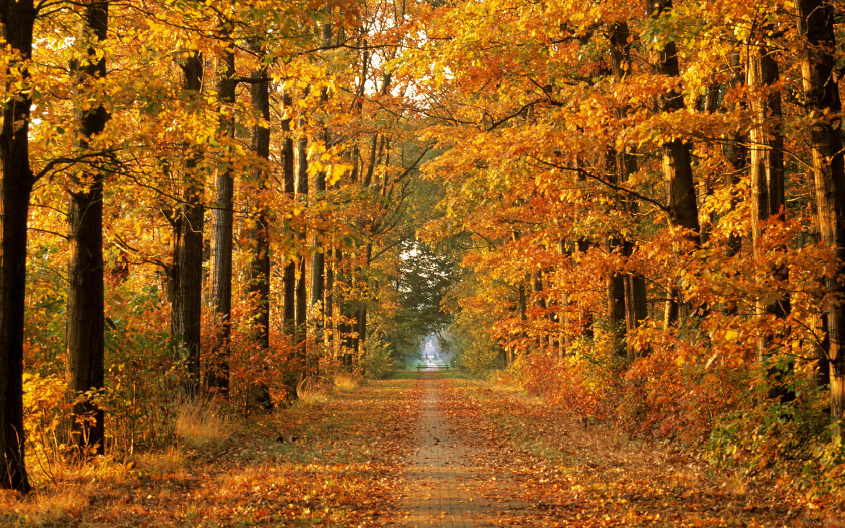 1076416 baixar imagens outono, caminho, folha, terra/natureza, árvore - papéis de parede e protetores de tela gratuitamente