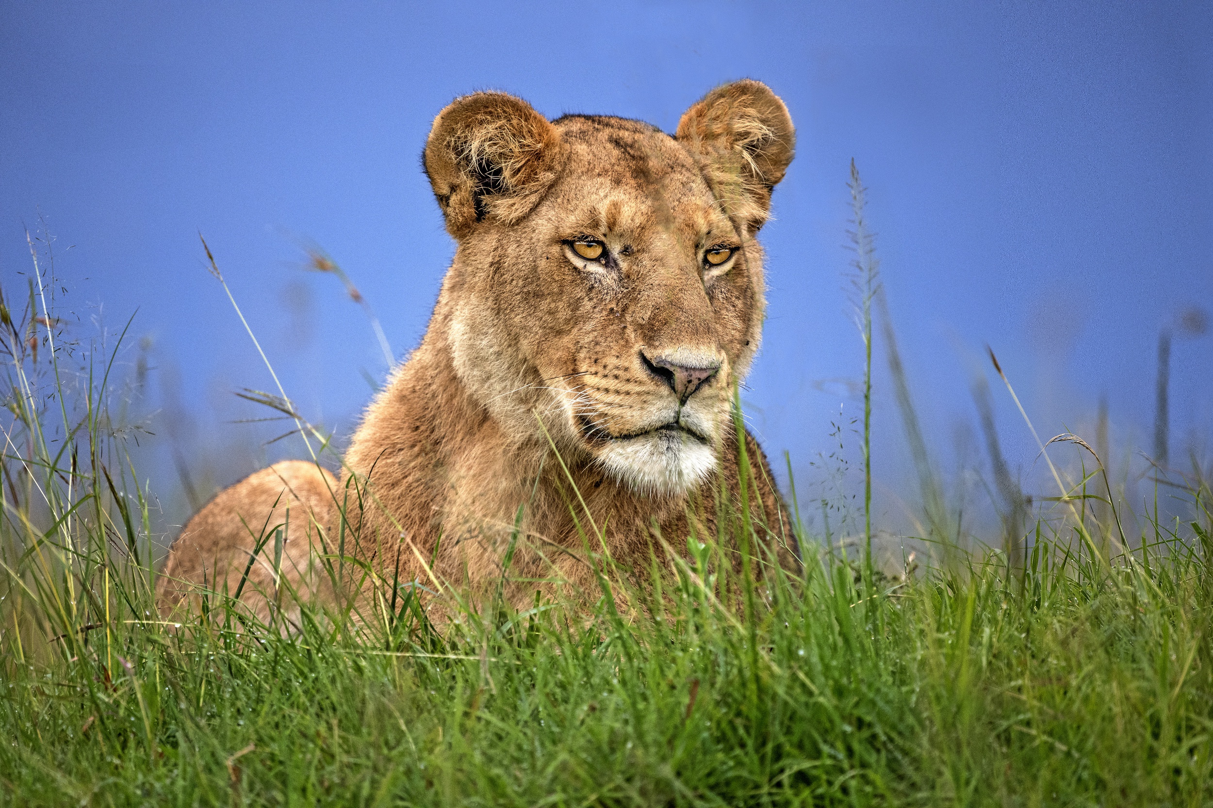 Téléchargez des papiers peints mobile Lion, Chats, Animaux gratuitement.