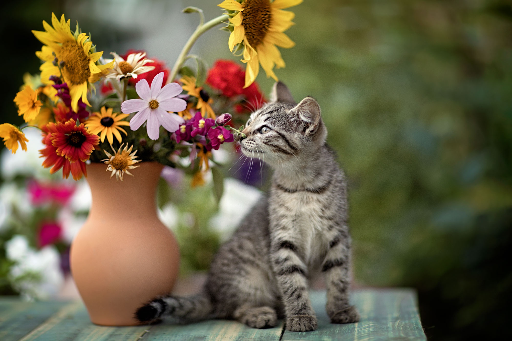 無料モバイル壁紙動物, 花, ネコ, 猫, 子猫, 赤ちゃん動物をダウンロードします。