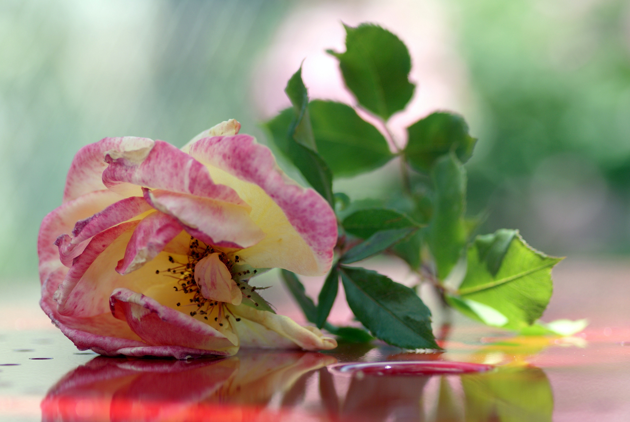 Free download wallpaper Flowers, Rose, Earth on your PC desktop