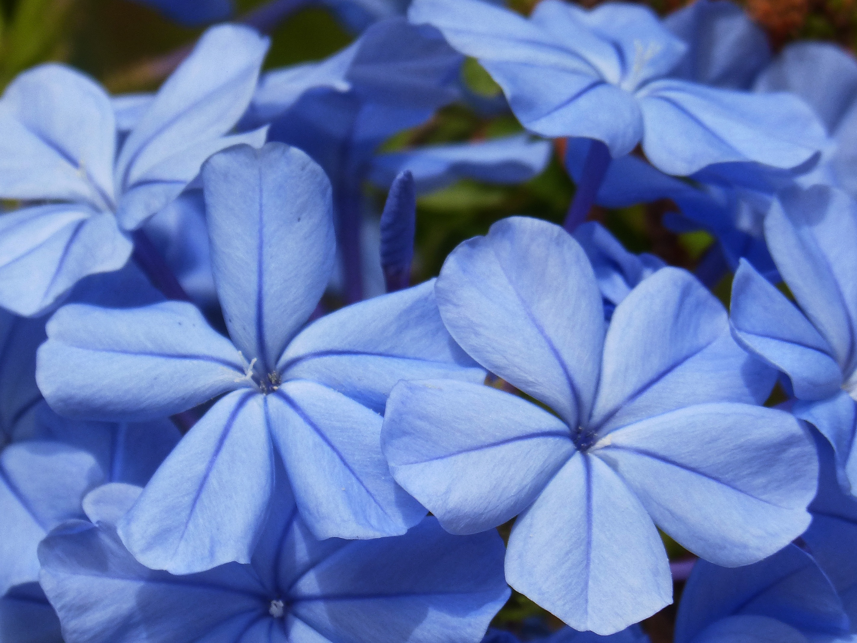 Laden Sie das Nahaufnahme, Blumen-Bild kostenlos auf Ihren PC-Desktop herunter