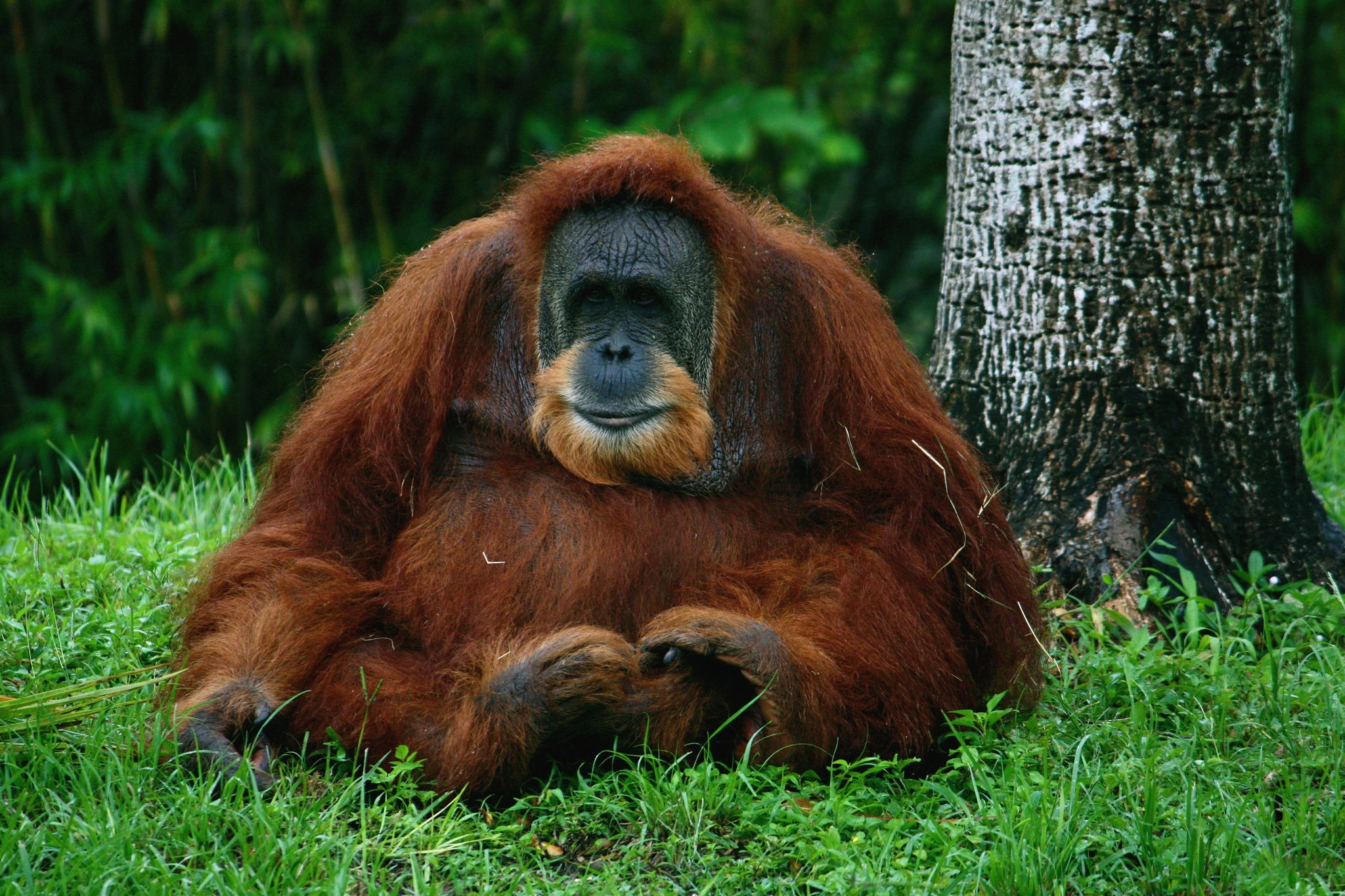 animal, orangutan, ape, monkeys