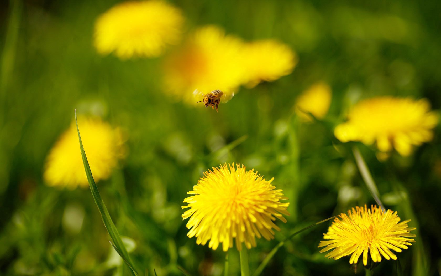 flowers, grass, dandelions, flight, bee