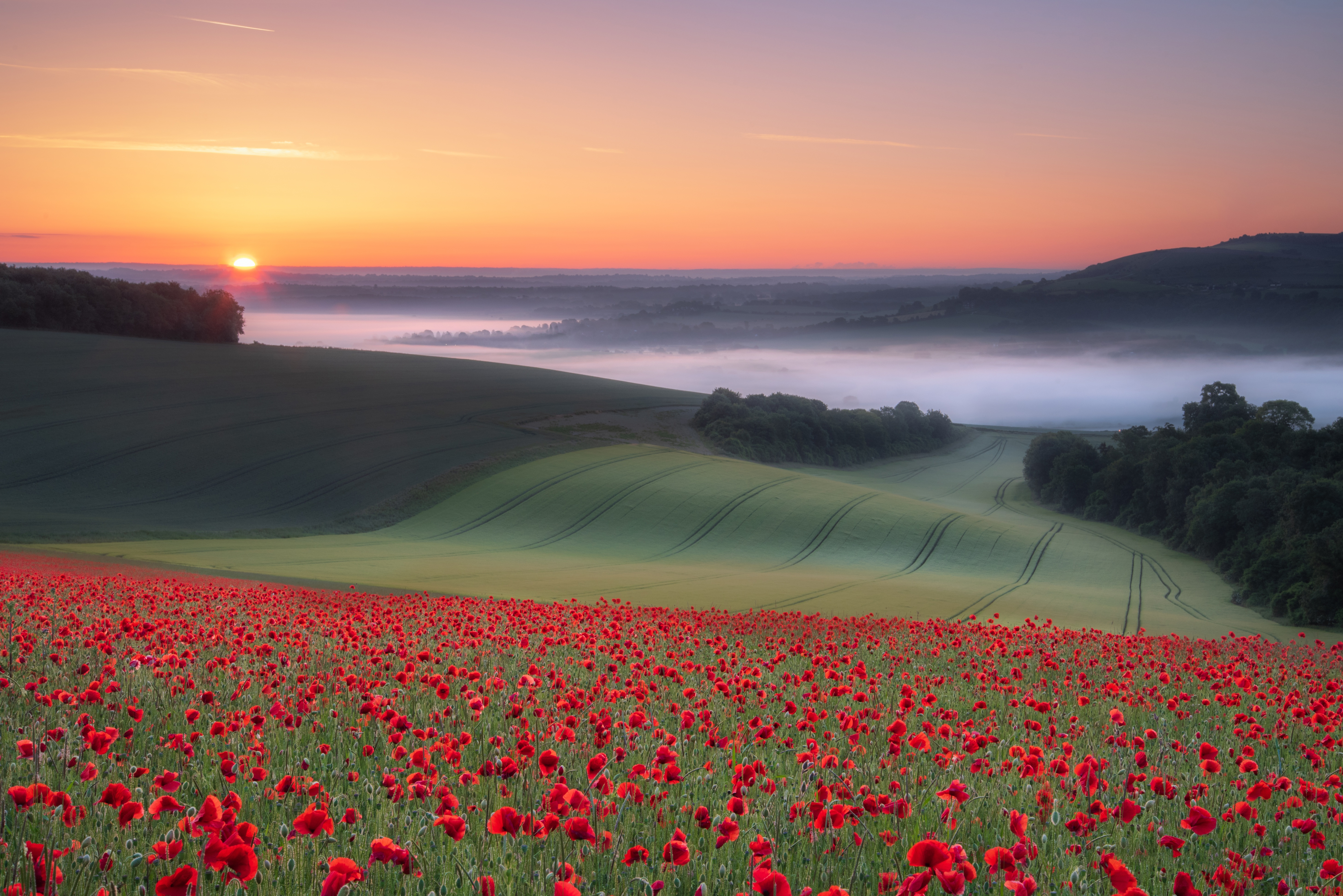 Descarga gratis la imagen Verano, Campo, Amapola, Flor Roja, Tierra/naturaleza en el escritorio de tu PC