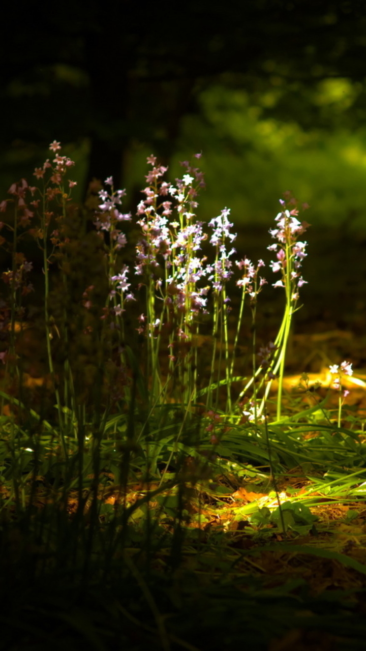 Descarga gratuita de fondo de pantalla para móvil de Flores, Flor, Tierra/naturaleza.