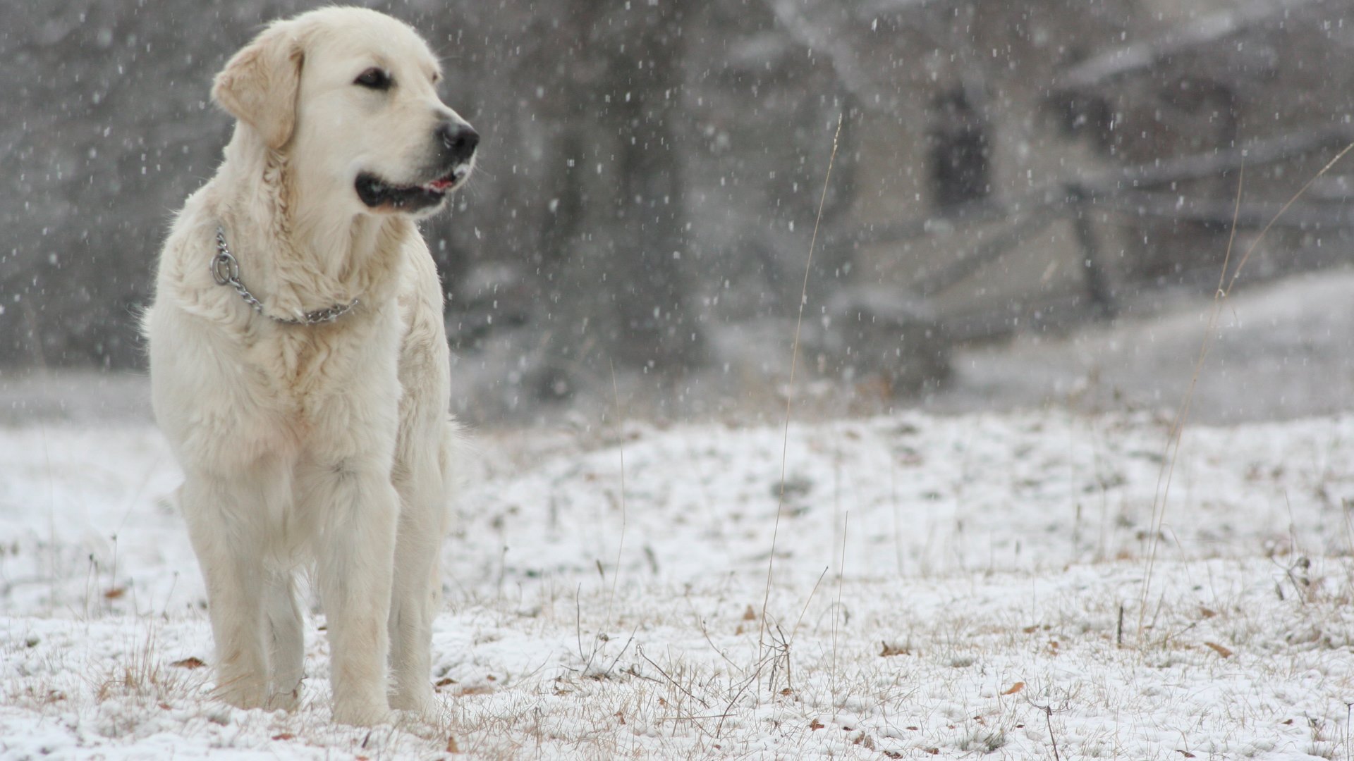 Download mobile wallpaper Labrador Retriever, Dogs, Snow, Dog, Animal for free.