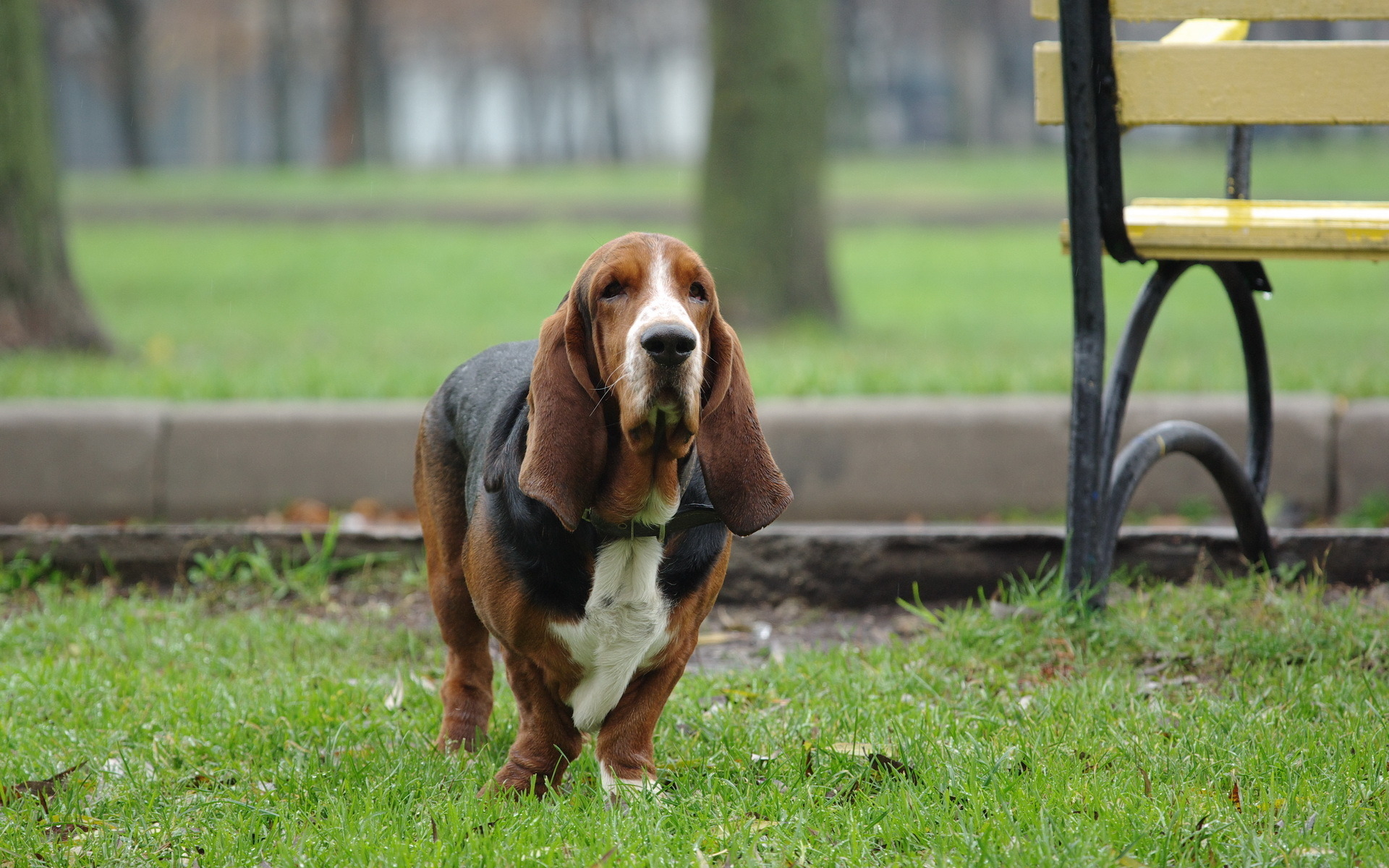 Téléchargez des papiers peints mobile Animaux, Chiens, Chien gratuitement.