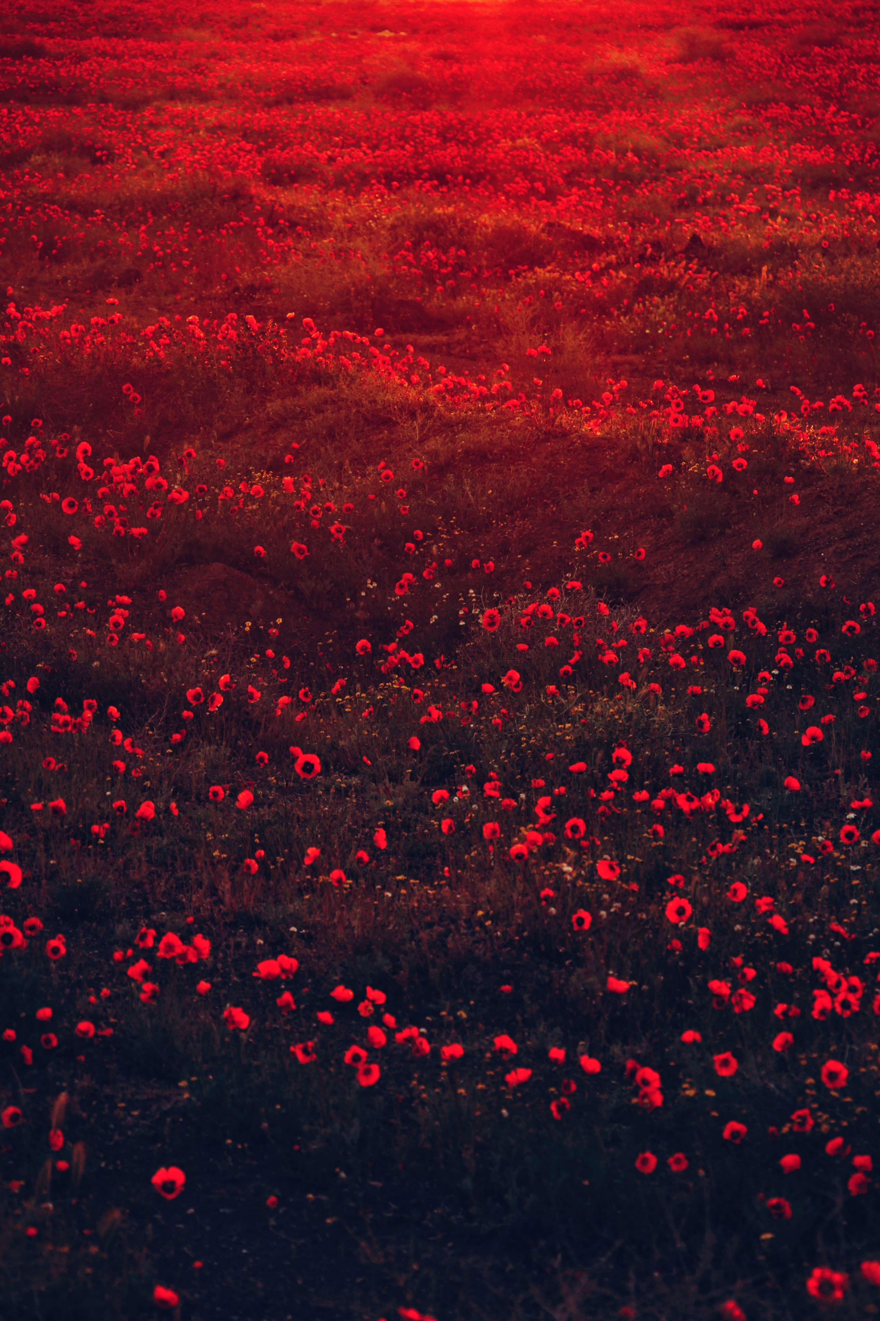 red, poppies, bloom, flowers, flowering, field HD wallpaper