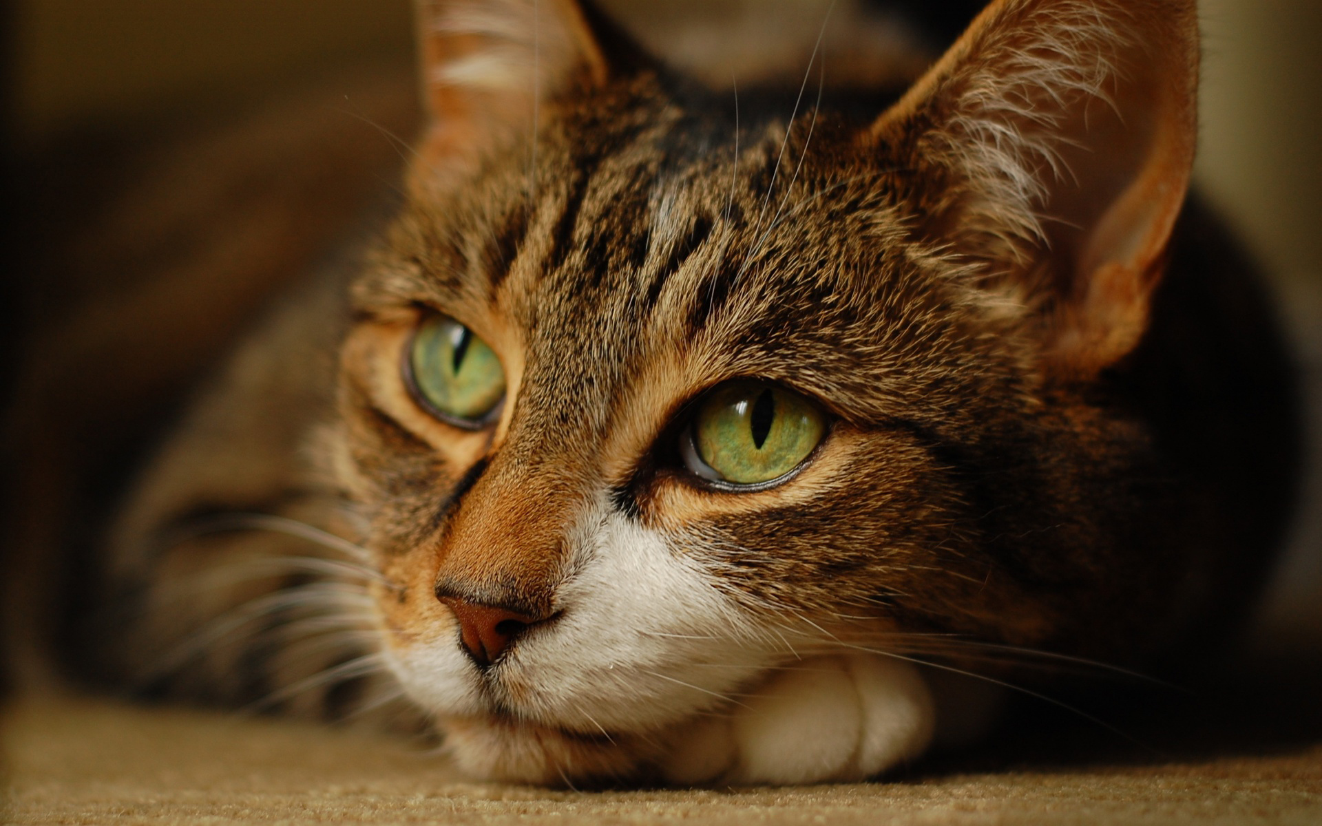 Baixar papel de parede para celular de Animais, Gatos, Gato gratuito.