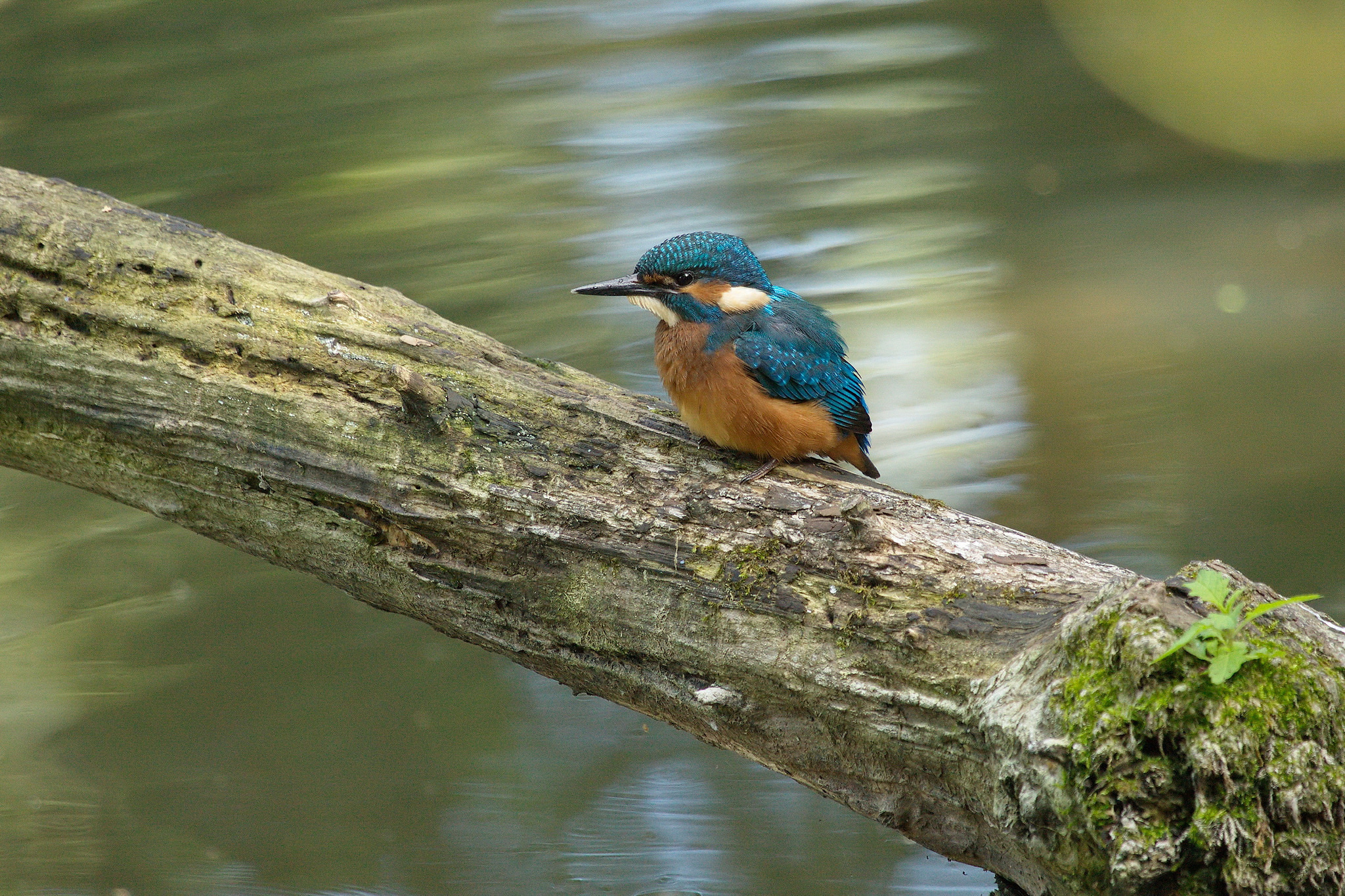 Baixar papel de parede para celular de Guarda Rios, Aves, Animais gratuito.