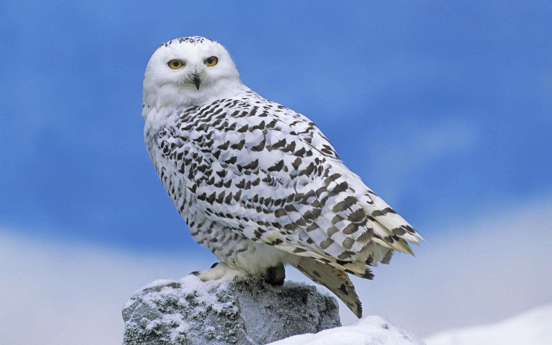 Free download wallpaper Animal, Snowy Owl on your PC desktop