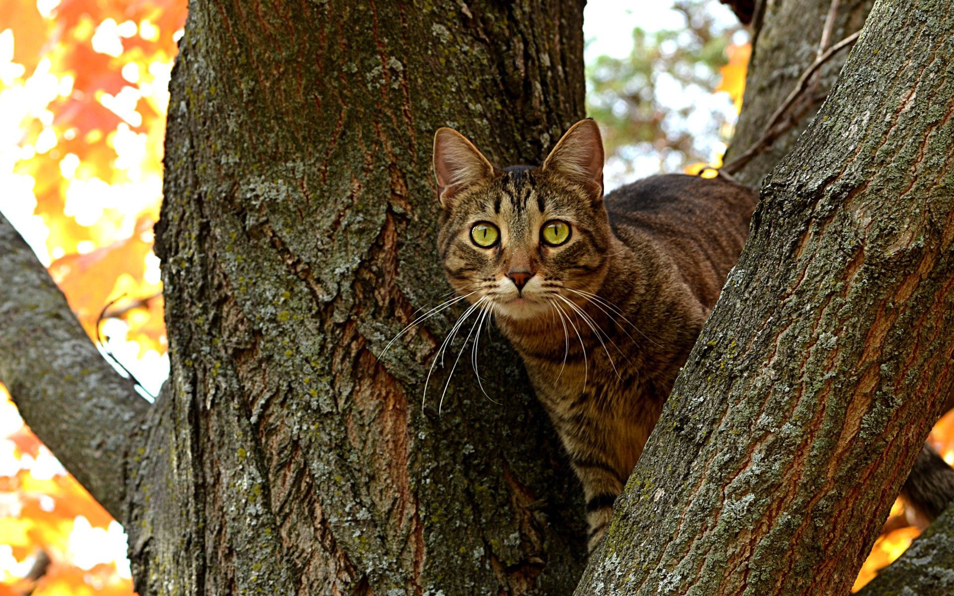 Free download wallpaper Animals, Wood, Sit, Tree, Striped, Cat on your PC desktop