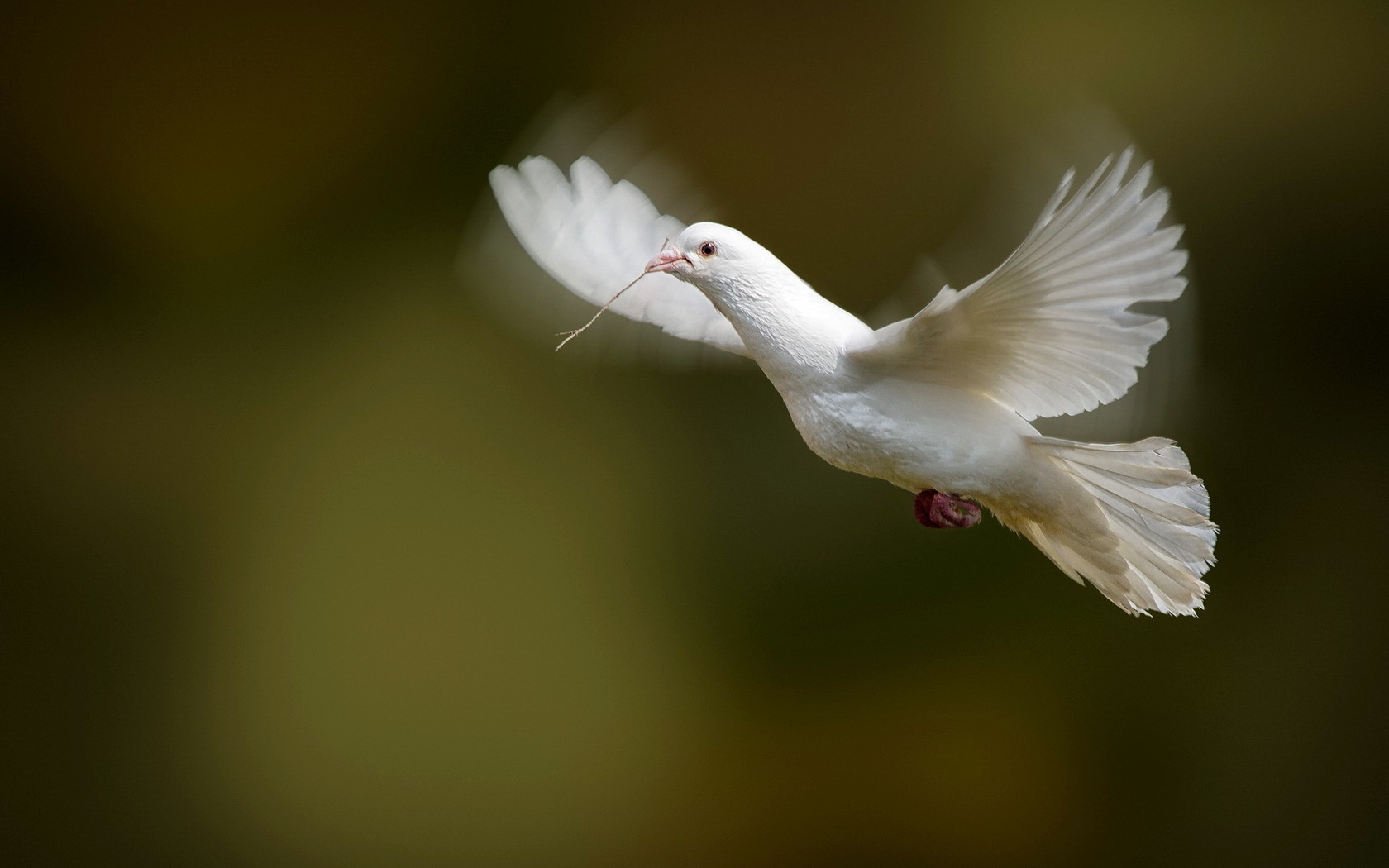 Download mobile wallpaper Animal, Dove for free.