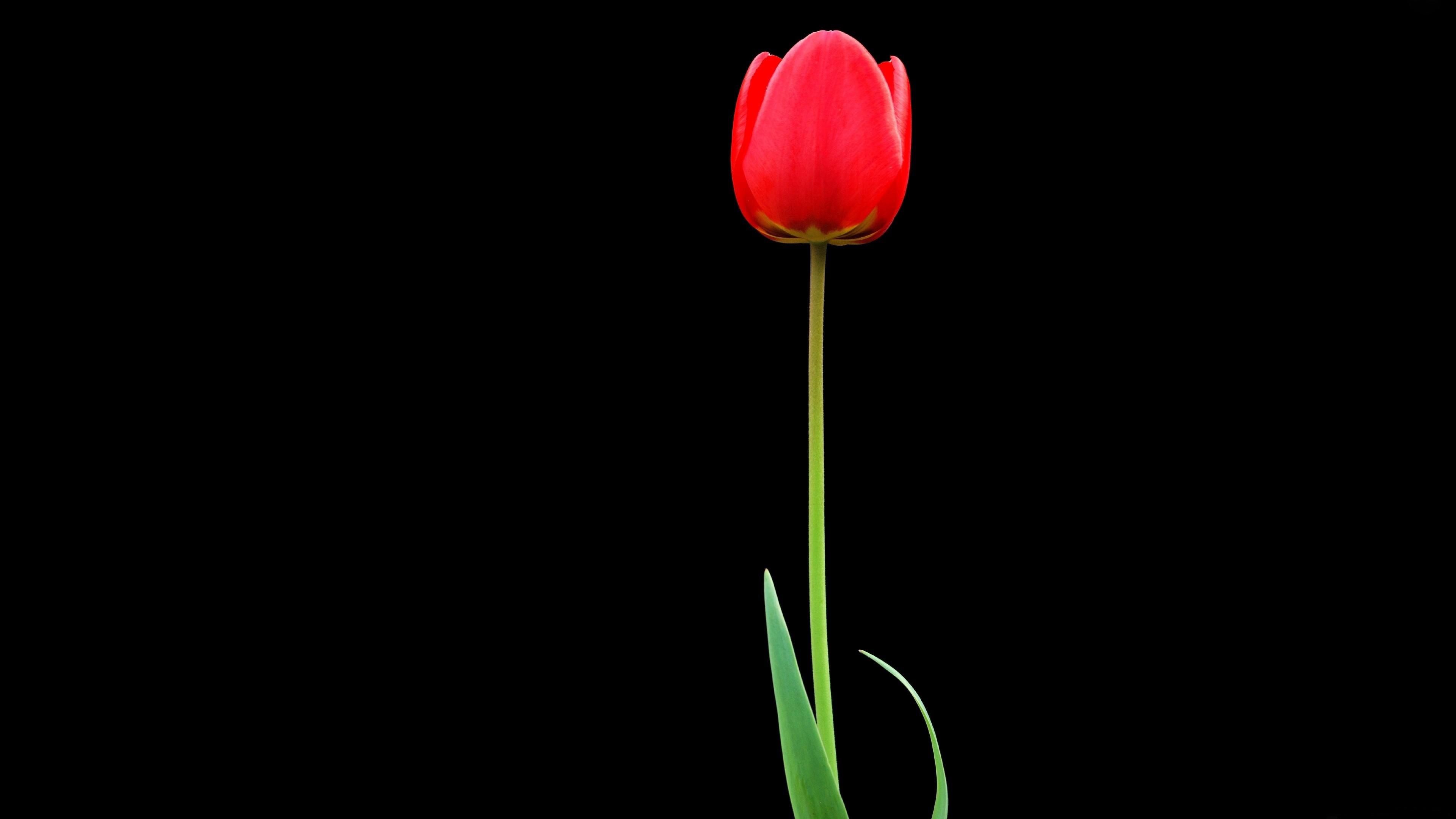 minimalism, black background, red, flower, tulip, one