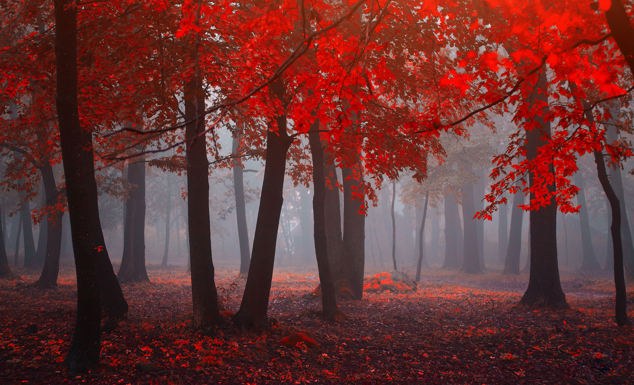 Download mobile wallpaper Nature, Forest, Tree, Fog, Fall, Earth, Depth Of Field for free.