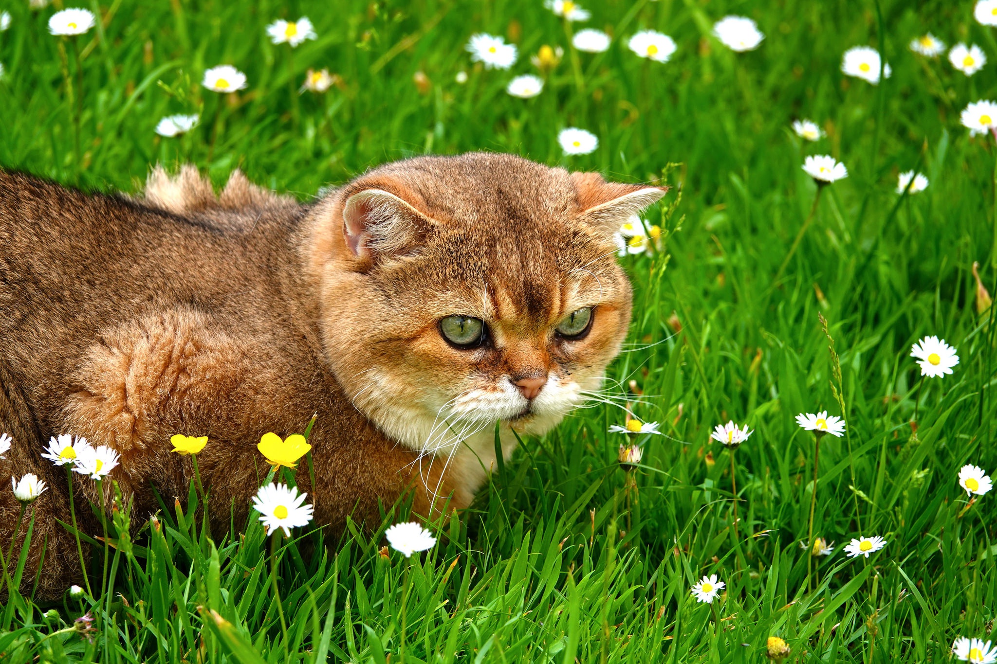 無料モバイル壁紙動物, 草, ネコ, 猫をダウンロードします。