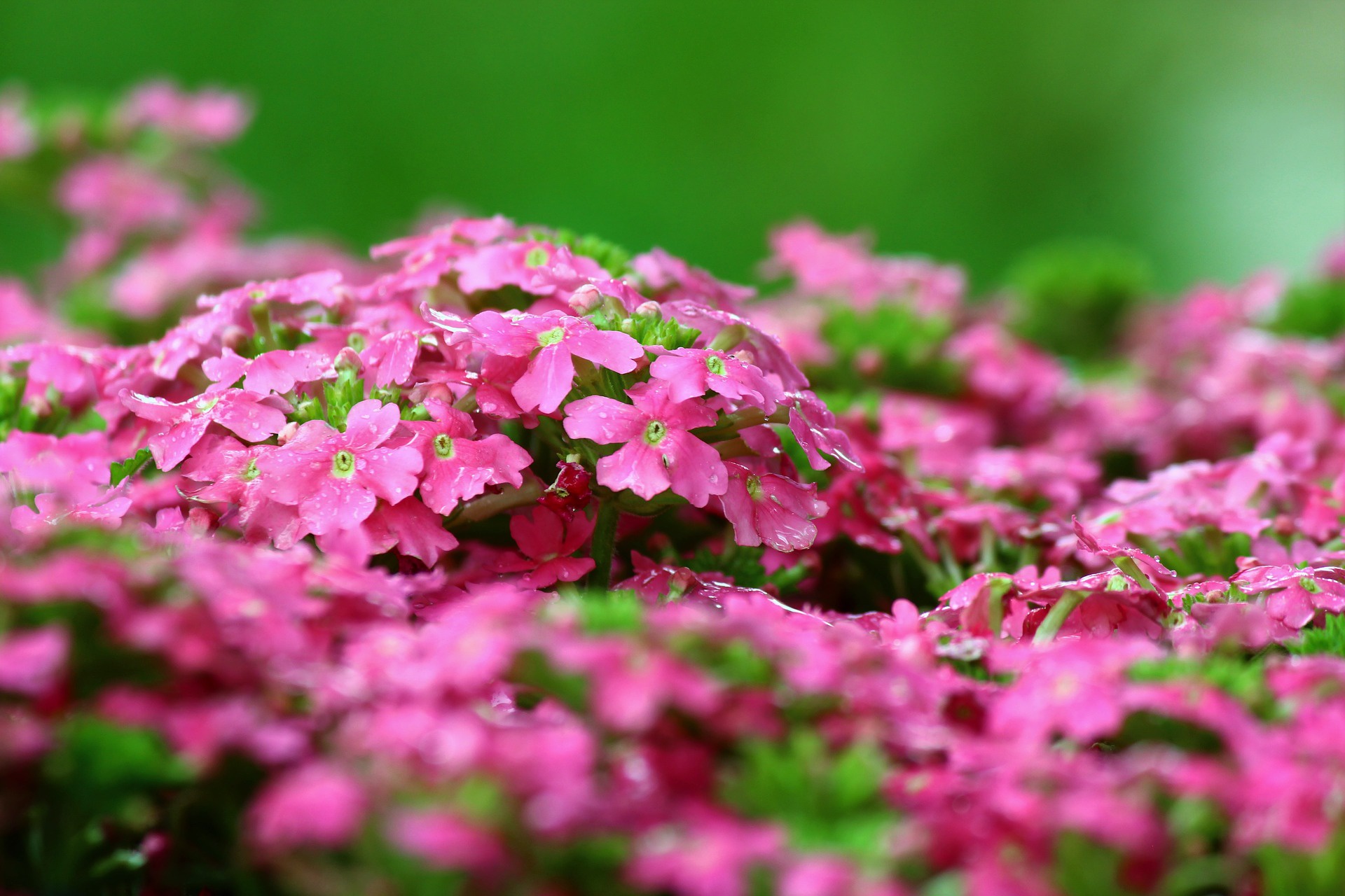 Free download wallpaper Nature, Flowers, Flower, Close Up, Earth, Pink Flower on your PC desktop