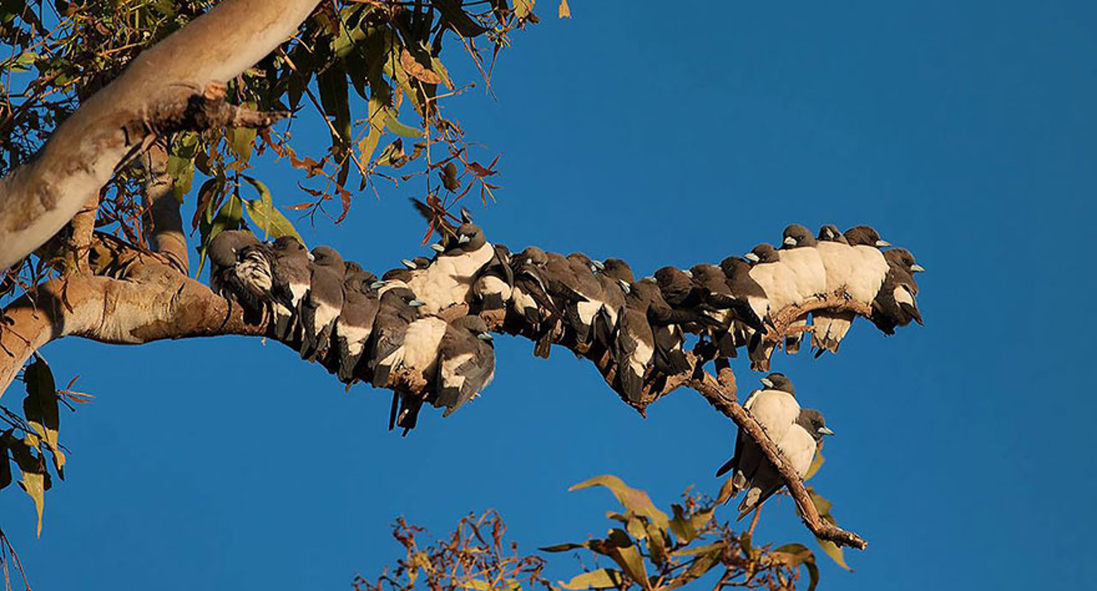 Téléchargez des papiers peints mobile Animaux, Oiseau gratuitement.