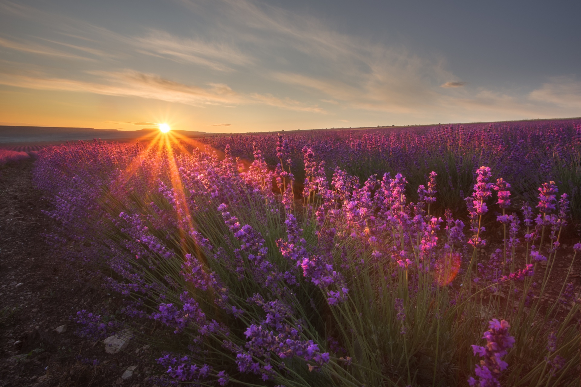 Download mobile wallpaper Nature, Flowers, Sunset, Flower, Earth, Lavender, Purple Flower for free.