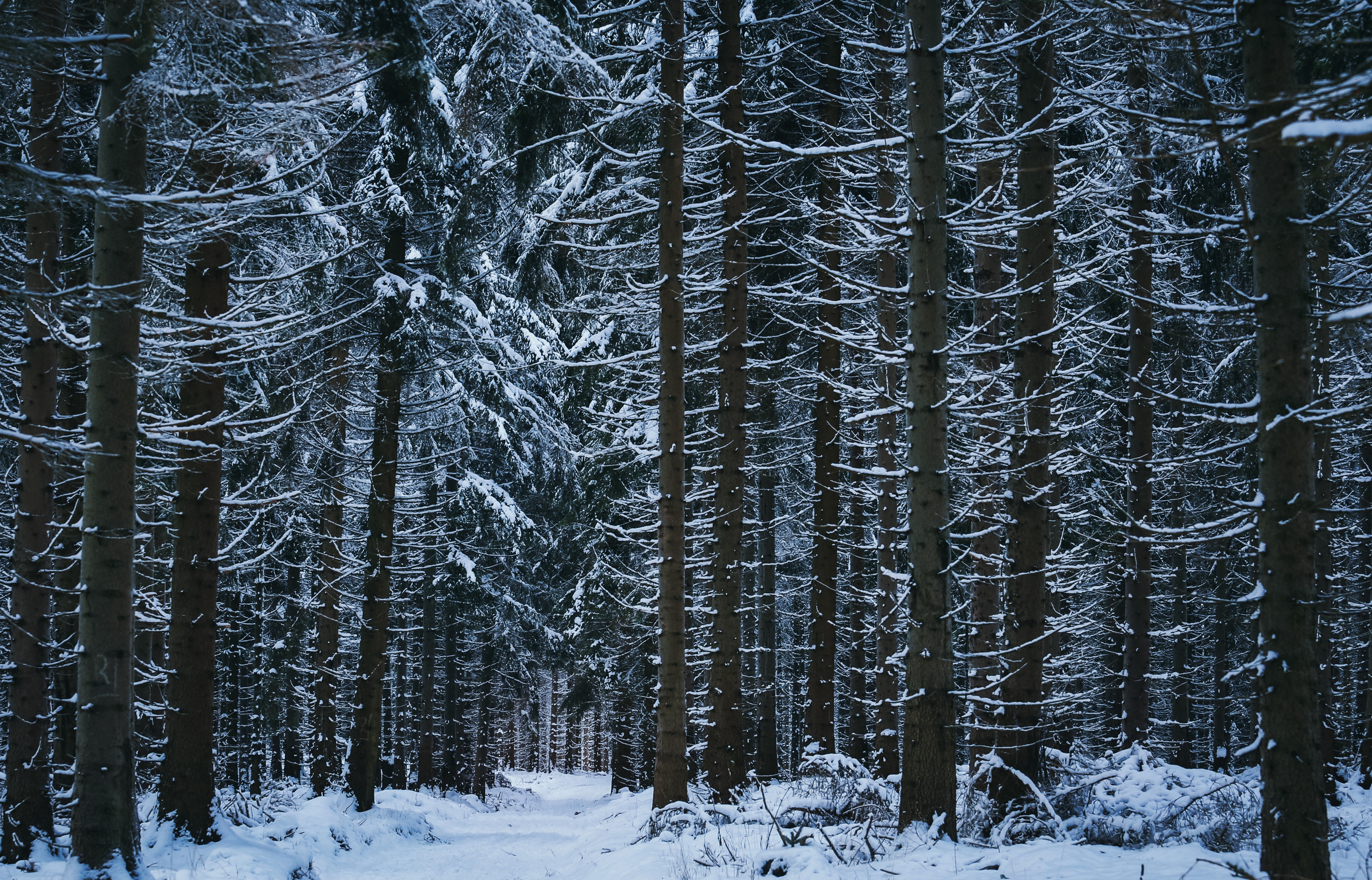 Download mobile wallpaper Winter, Nature, Snow, Forest, Tree, Earth, Path for free.