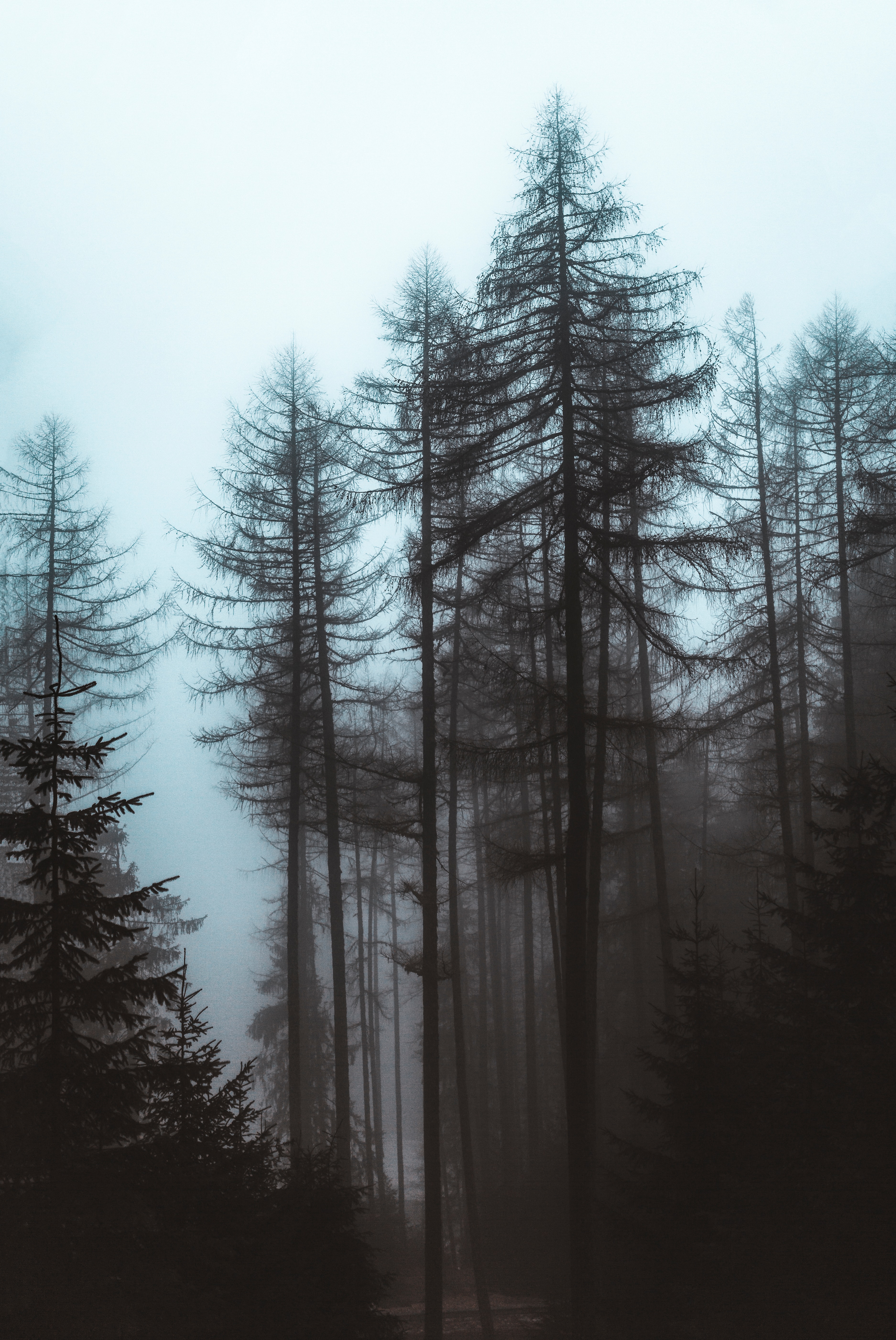 Download mobile wallpaper Fog, Pine, Forest, Trees, Nature for free.