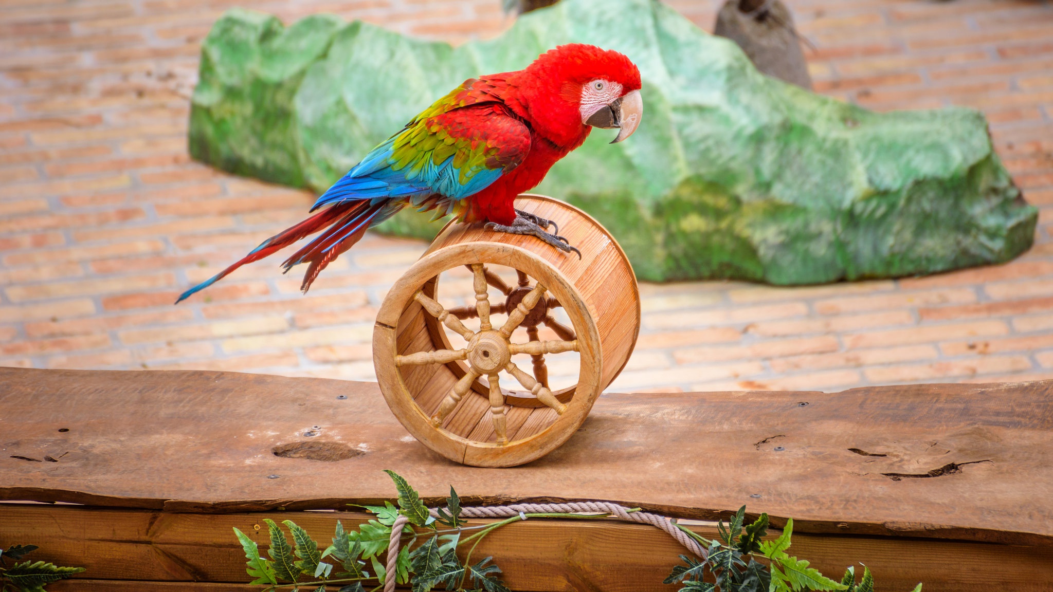 無料モバイル壁紙動物, 鳥, オウム, コンゴウインコ, 赤と緑のコンゴウインコをダウンロードします。