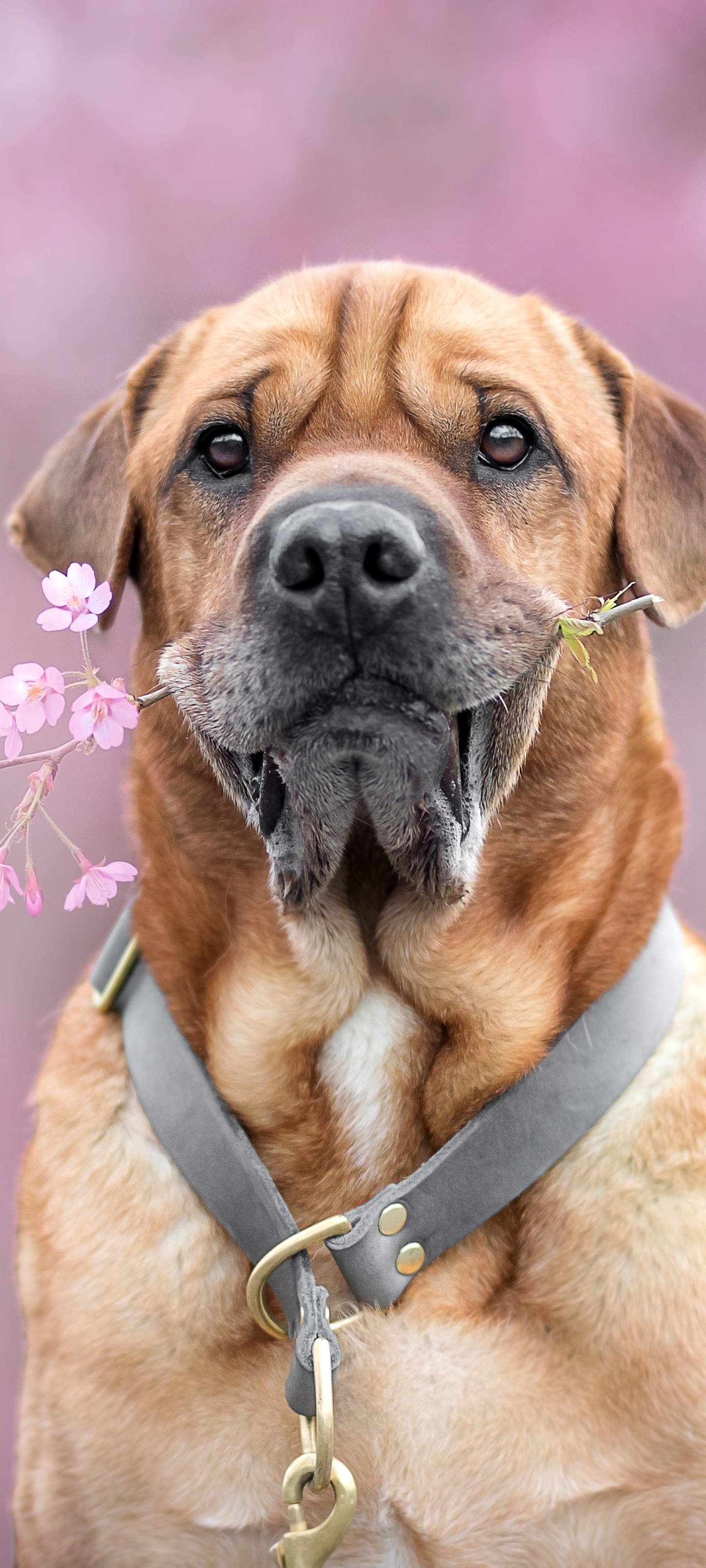 無料モバイル壁紙動物, 犬をダウンロードします。