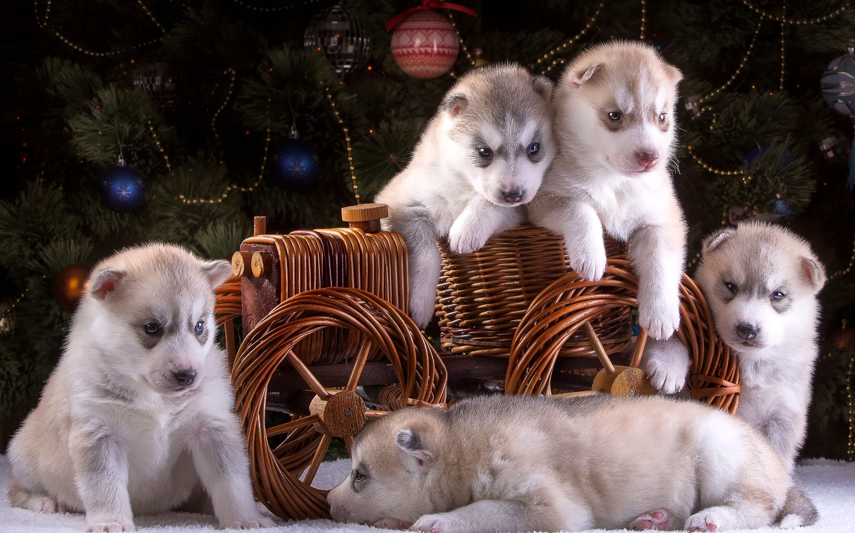 PCデスクトップに動物, 犬, ハスキー画像を無料でダウンロード