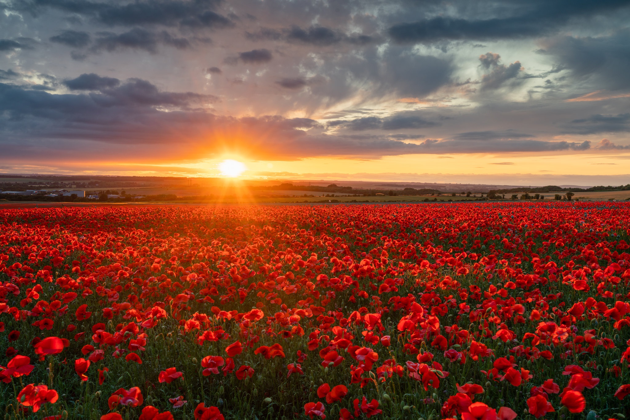 Download mobile wallpaper Flowers, Sunset, Earth, Field, Poppy, England, Red Flower for free.