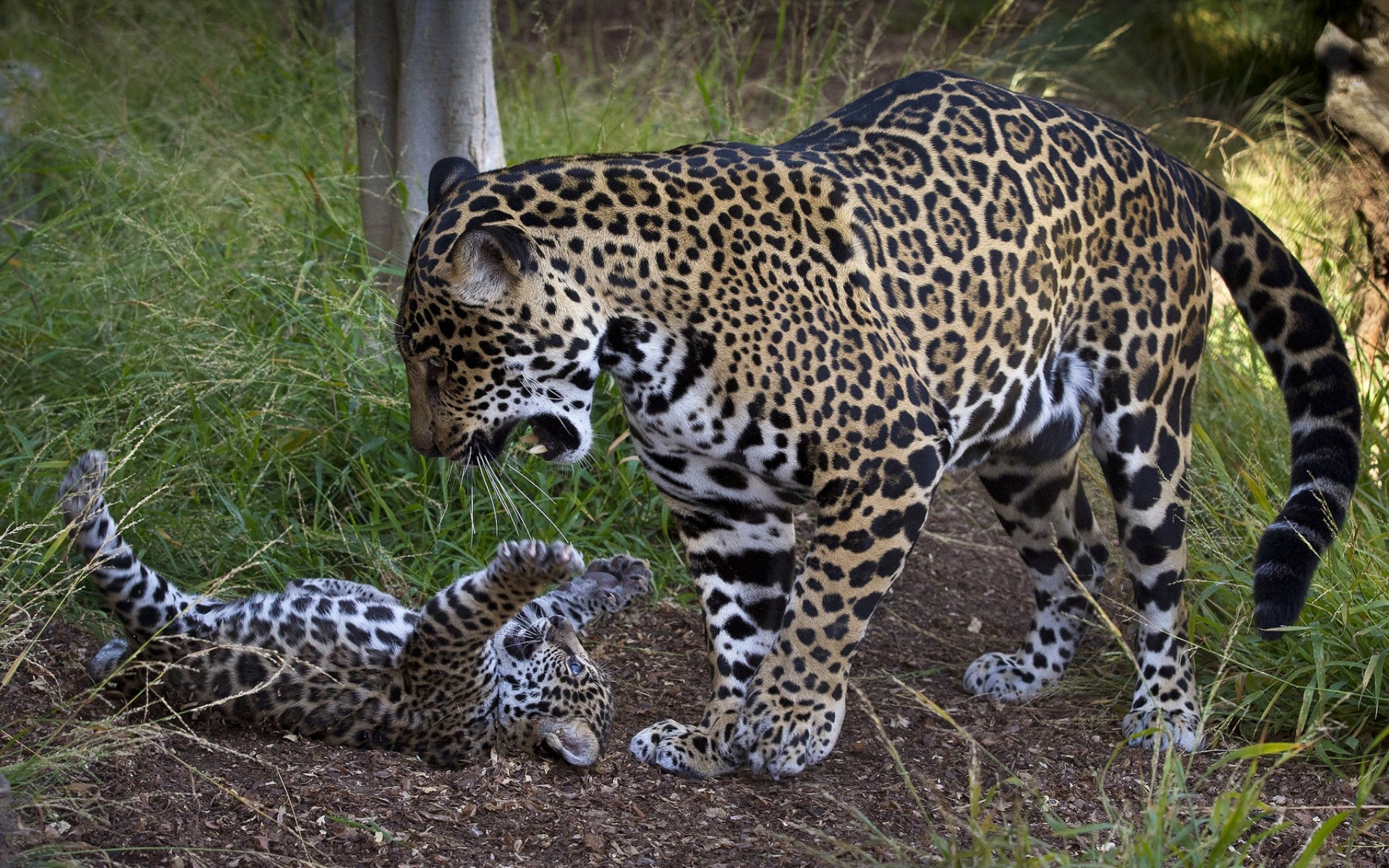266621 descargar imagen animales, jaguar, gatos: fondos de pantalla y protectores de pantalla gratis