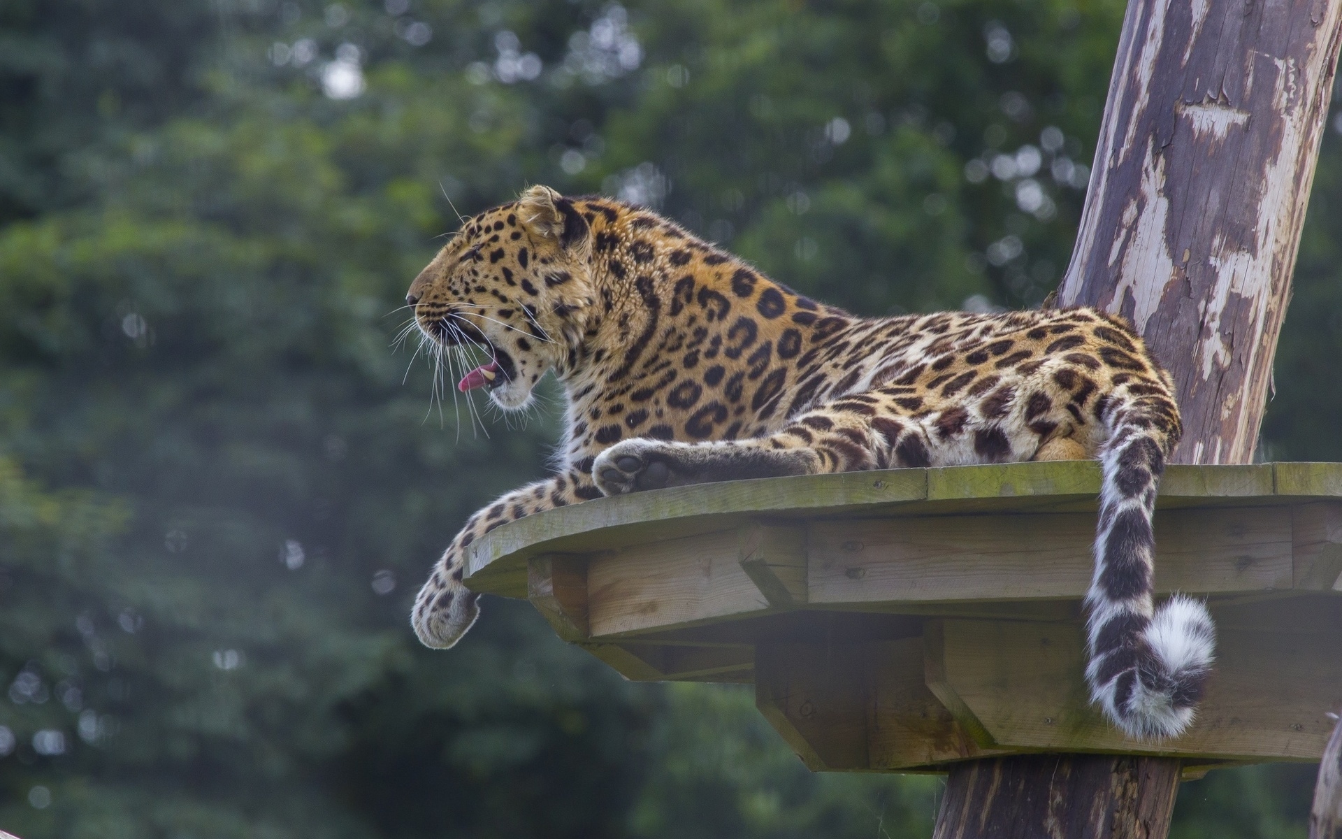 Baixar papel de parede para celular de Animais, Gatos, Leopardo gratuito.