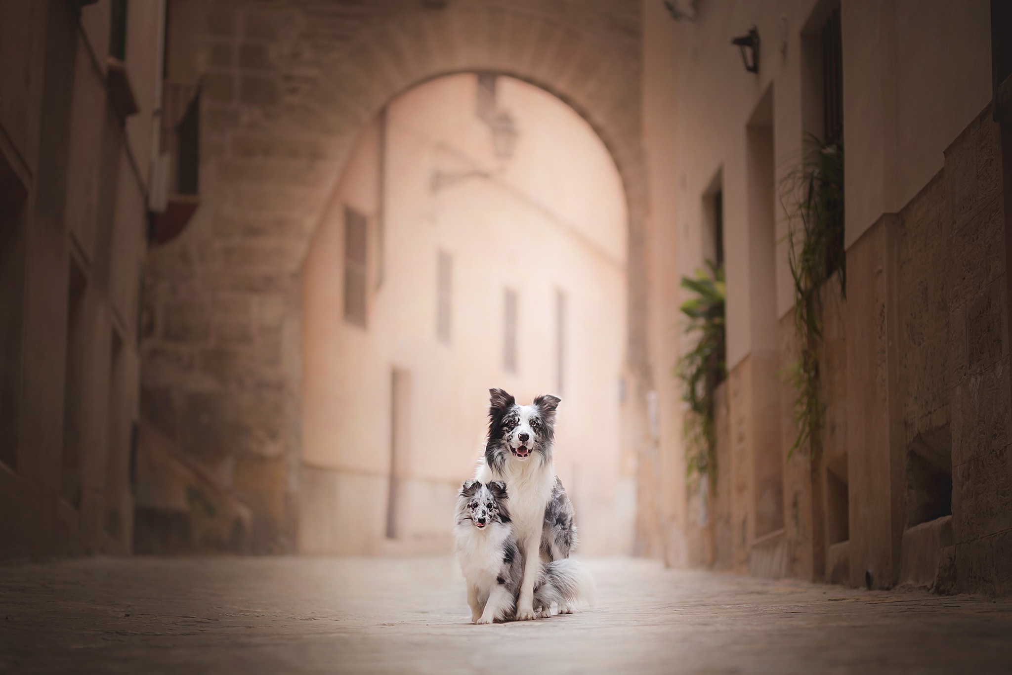 Download mobile wallpaper Dogs, Dog, Animal, Puppy, Border Collie, Baby Animal, Depth Of Field for free.