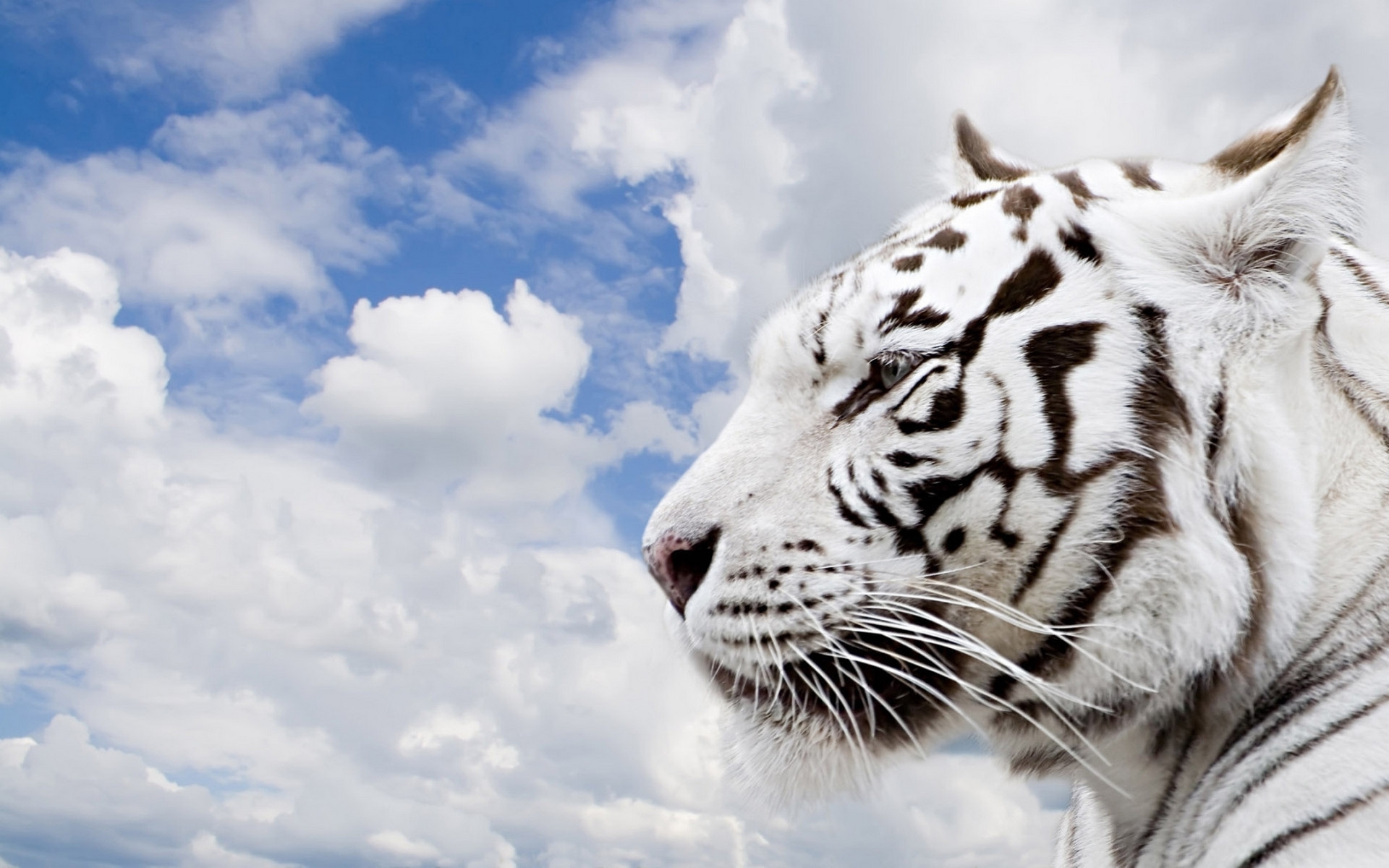 41328 télécharger l'image animaux, tigres, gris - fonds d'écran et économiseurs d'écran gratuits