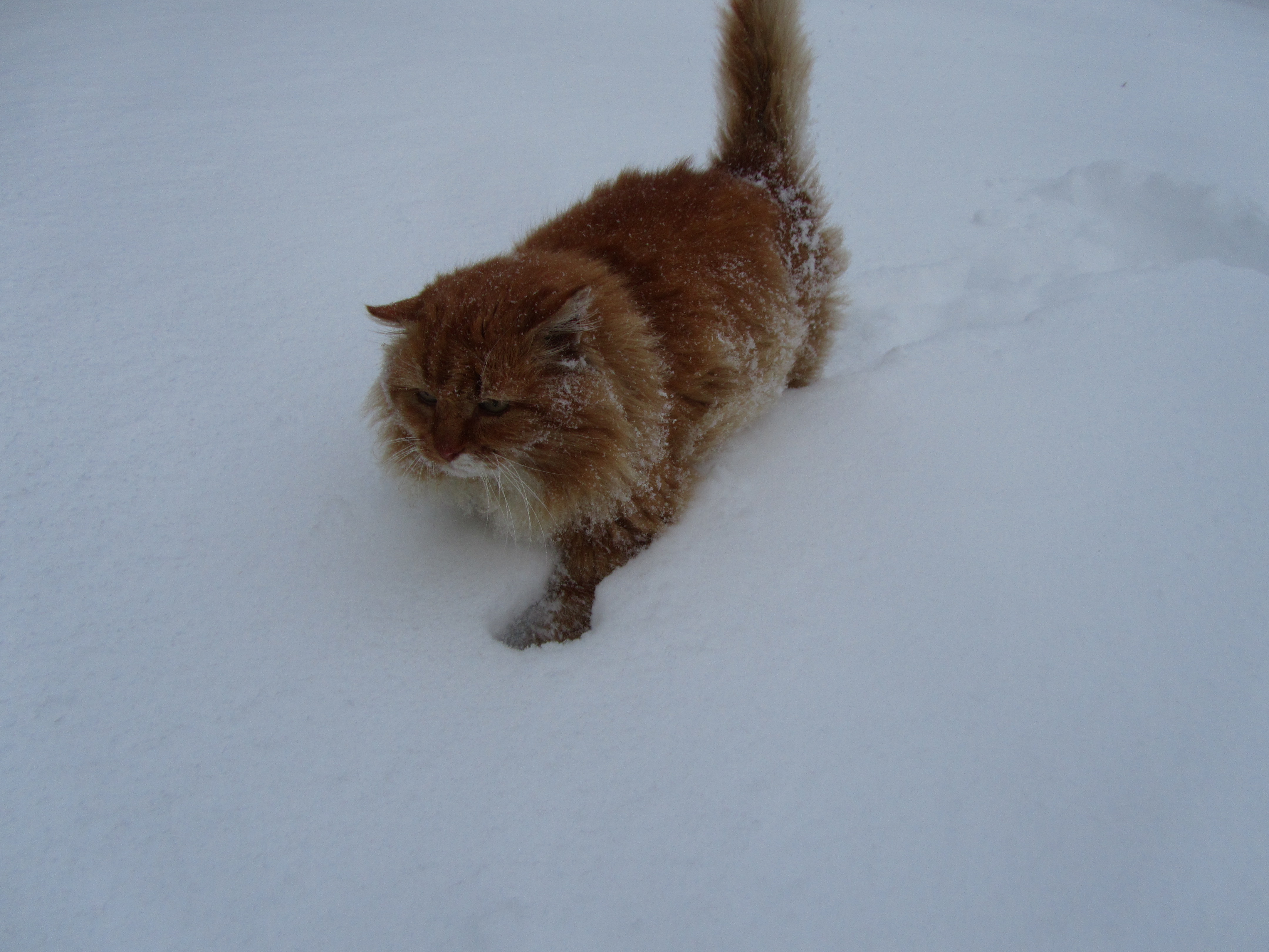 Descarga gratuita de fondo de pantalla para móvil de Animales, Gato.